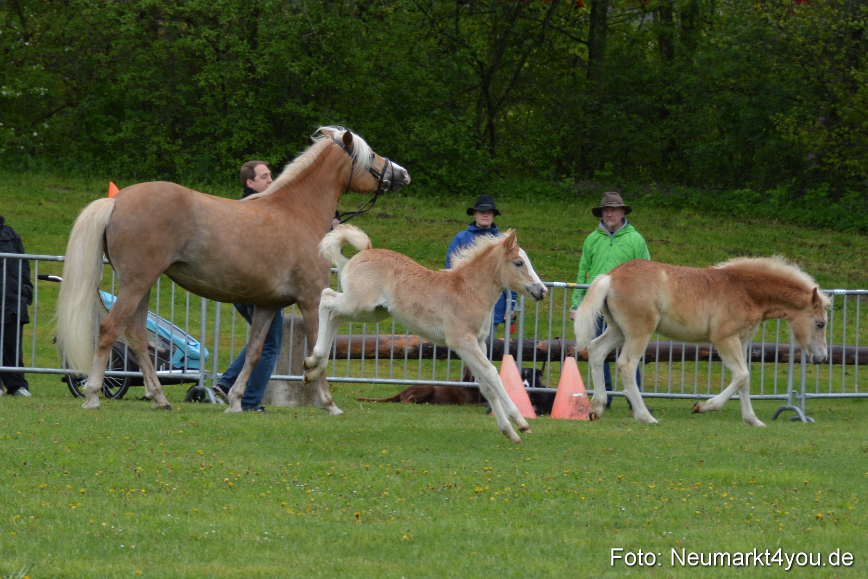 Haflingertreffen Fruehlingsfest 010515 0095