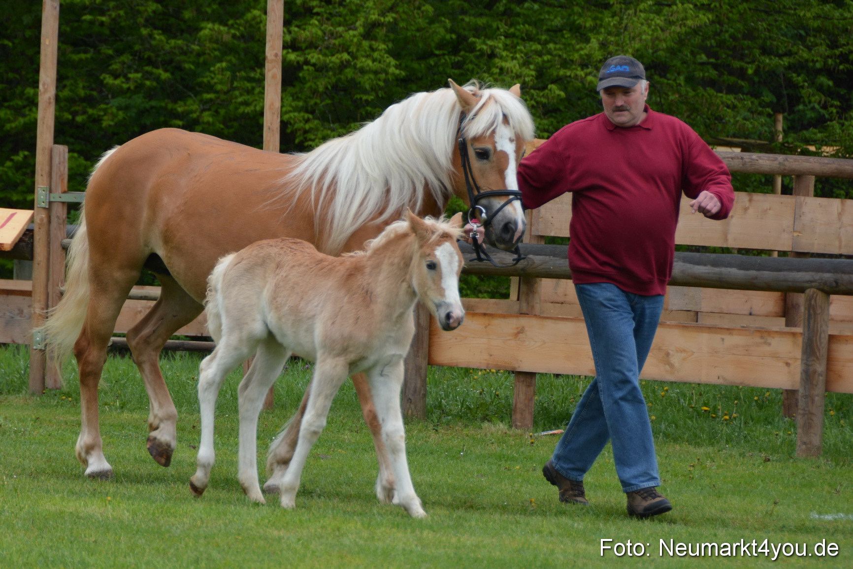 Haflingertreffen Fruehlingsfest 010515 0097