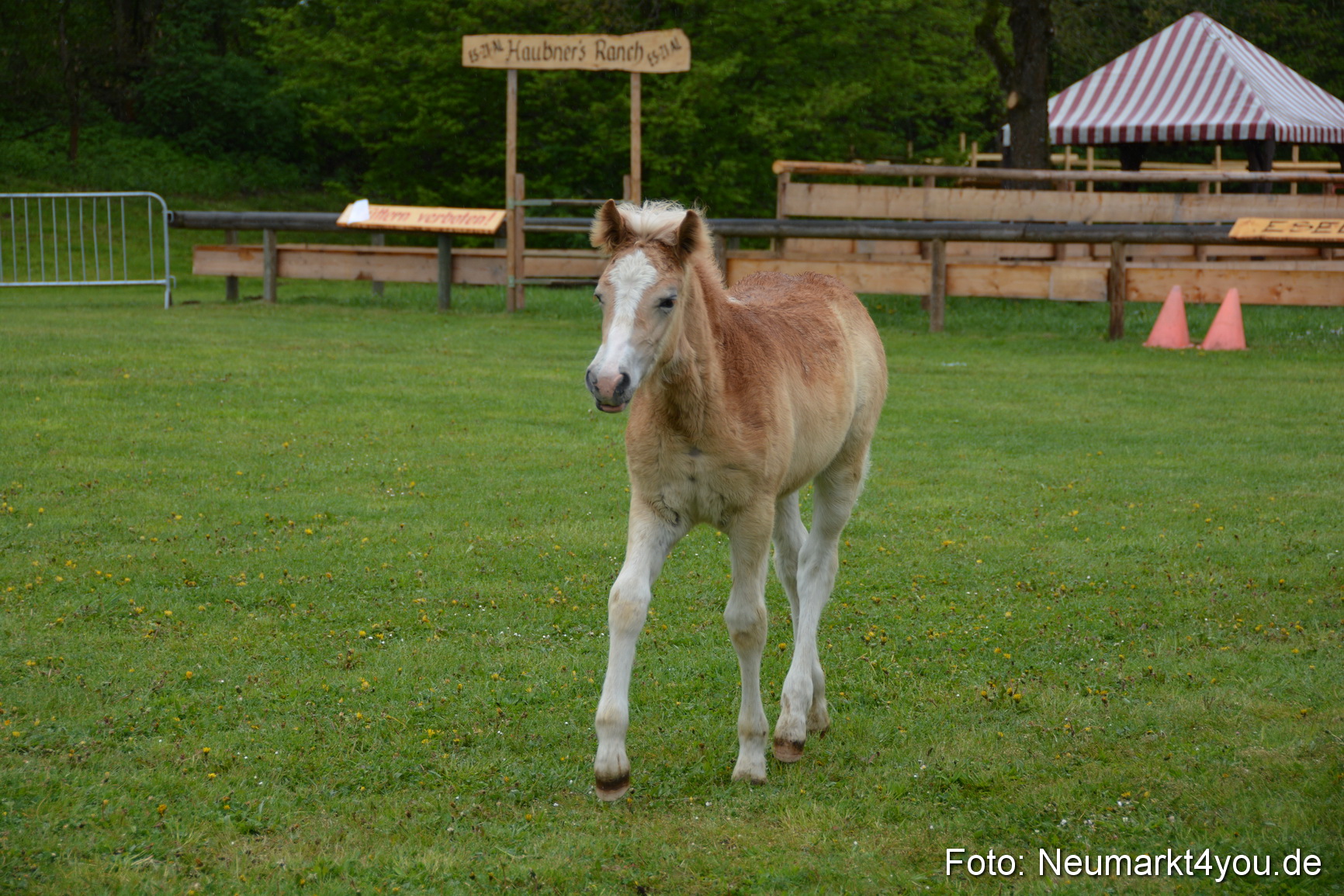Haflingertreffen Fruehlingsfest 010515 0100