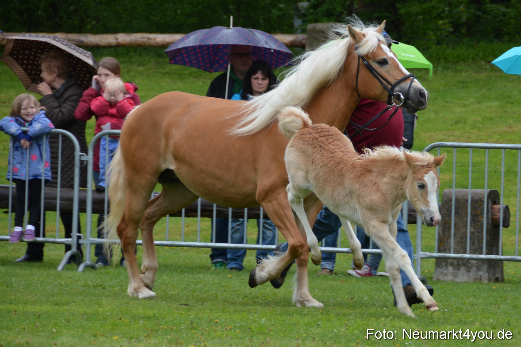 Haflingertreffen Fruehlingsfest 010515 0101
