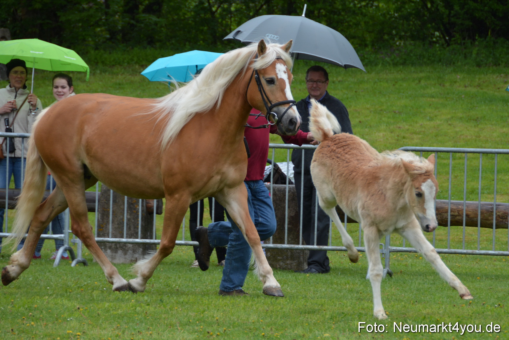 Haflingertreffen Fruehlingsfest 010515 0102