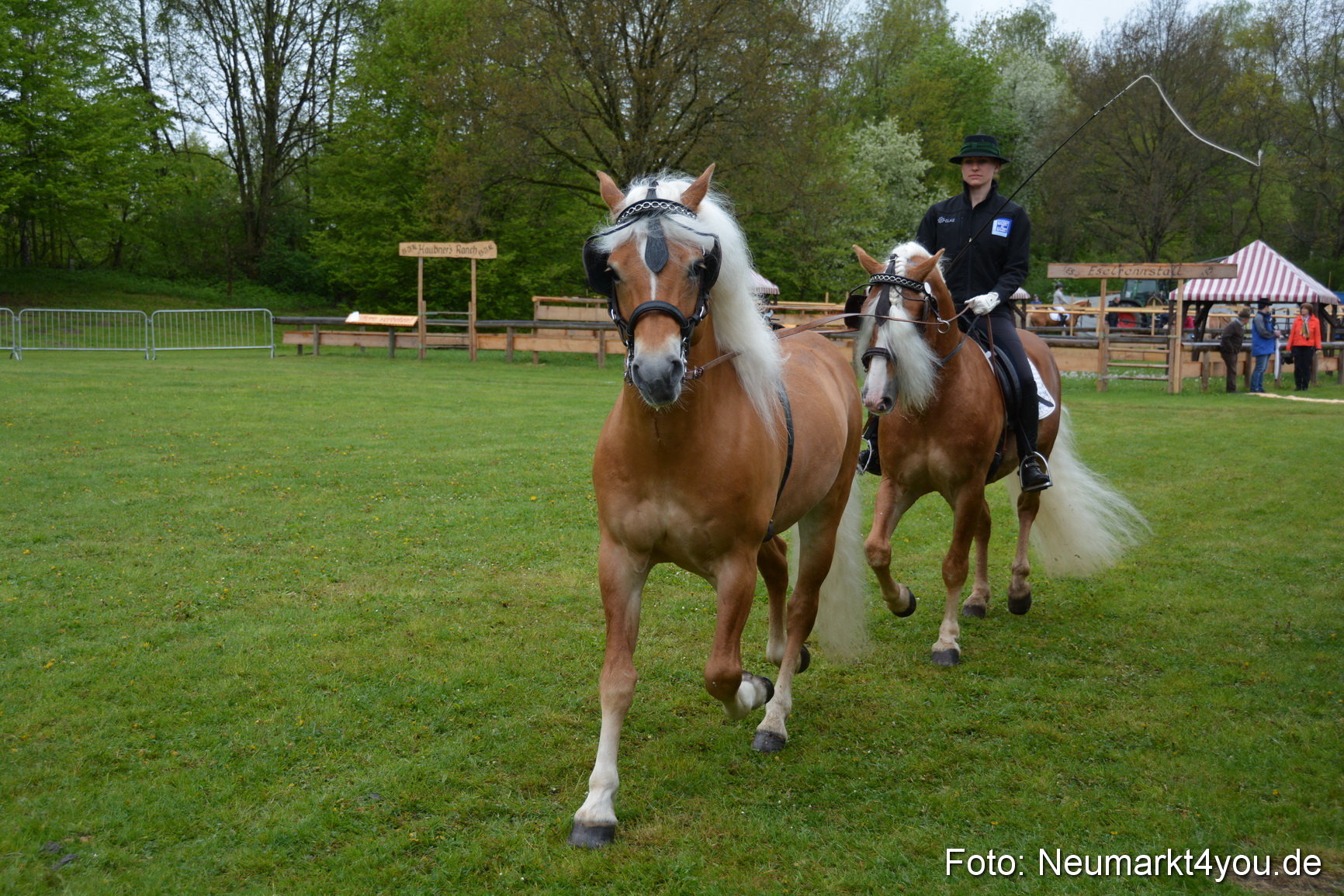 Haflingertreffen Fruehlingsfest 010515 0104