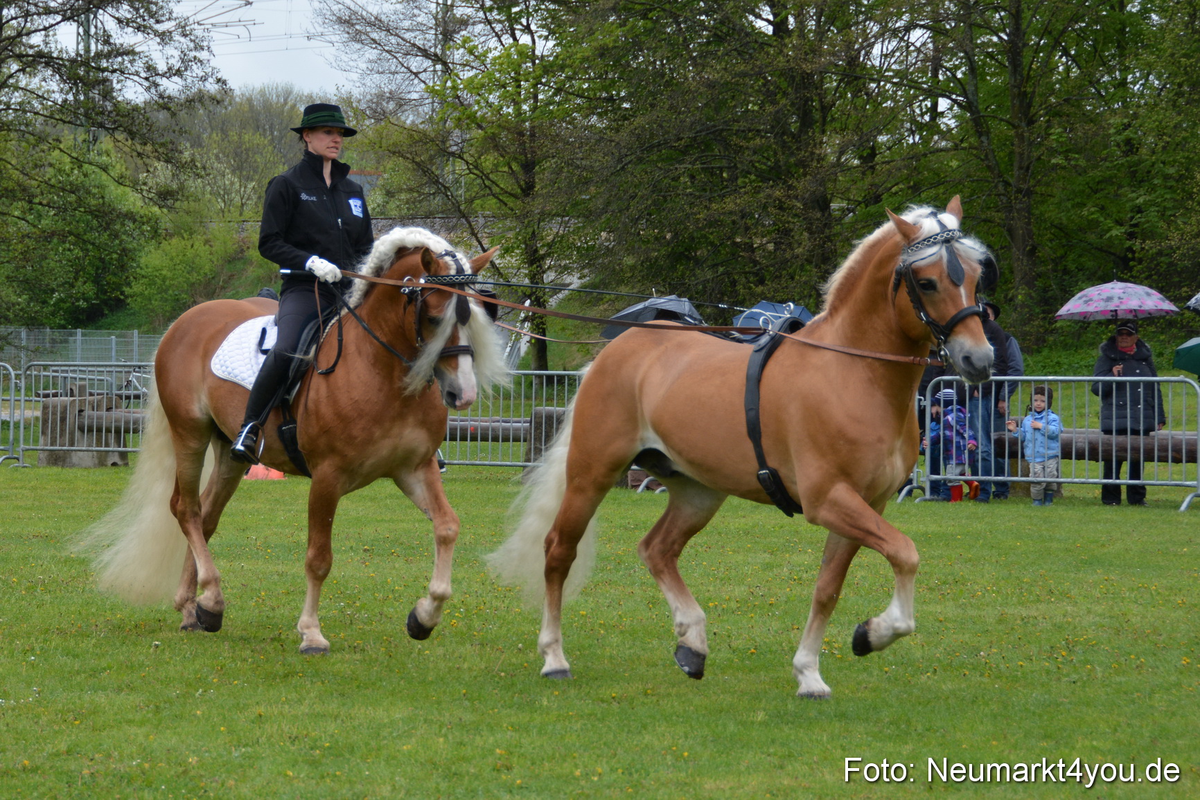 Haflingertreffen Fruehlingsfest 010515 0105