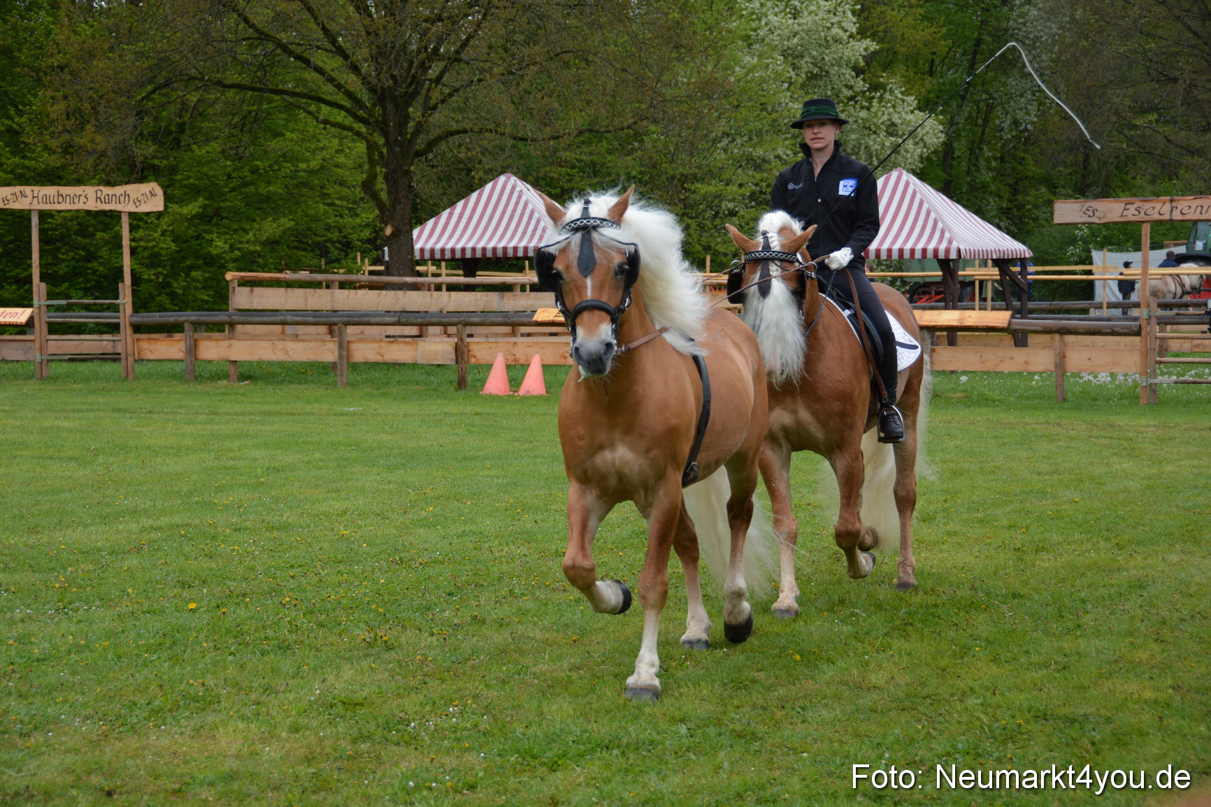 Haflingertreffen Fruehlingsfest 010515 0106