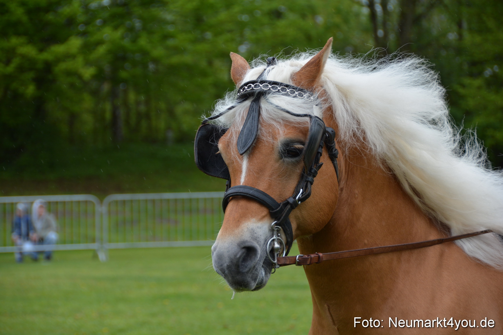 Haflingertreffen Fruehlingsfest 010515 0107
