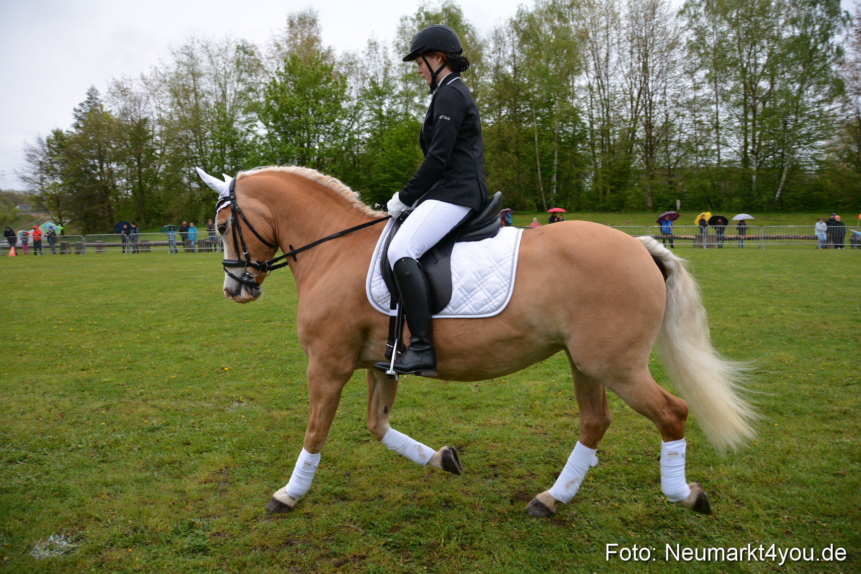 Haflingertreffen Fruehlingsfest 010515 0121