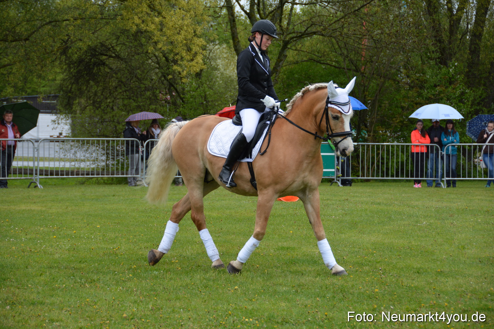 Haflingertreffen Fruehlingsfest 010515 0124