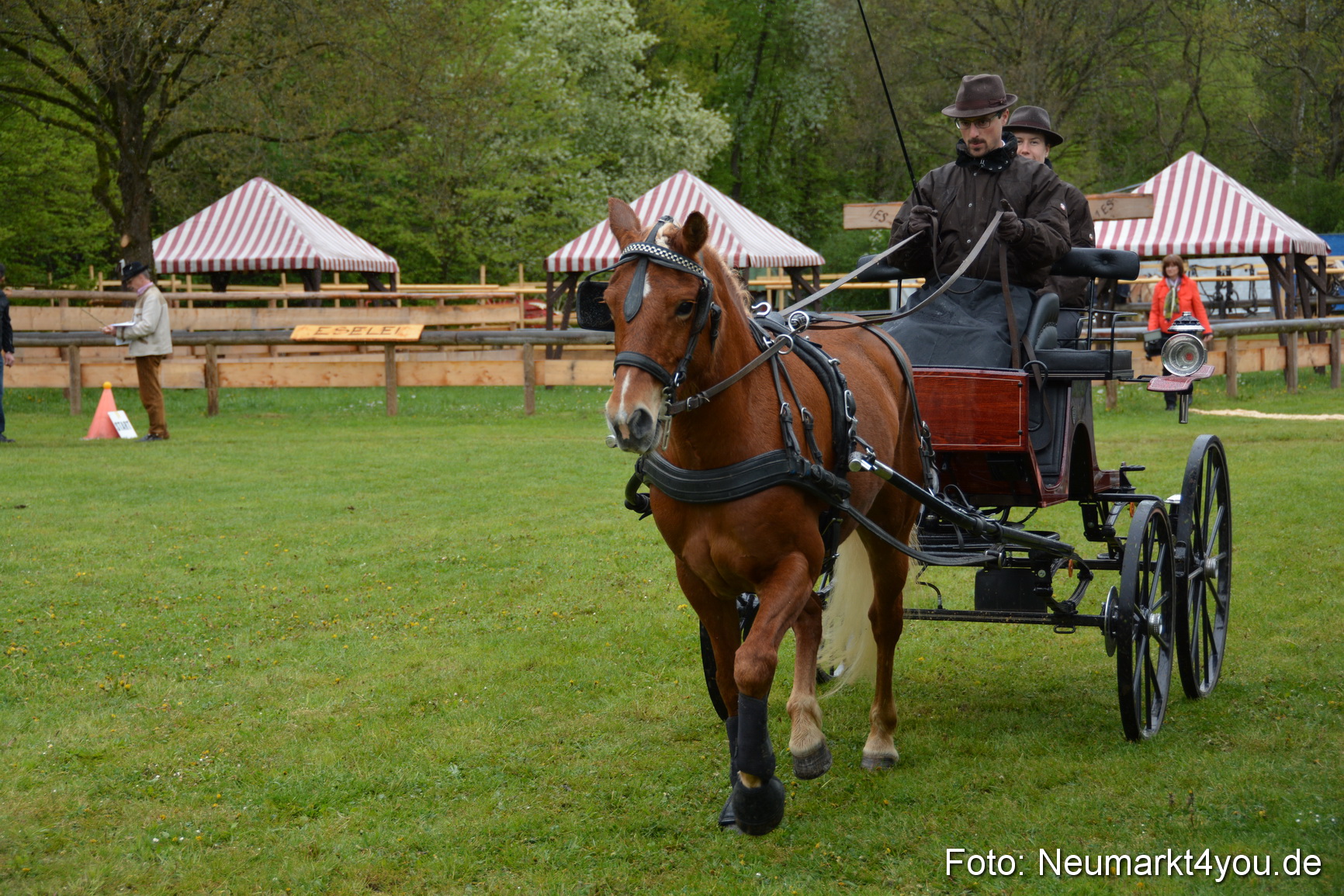 Haflingertreffen Fruehlingsfest 010515 0126