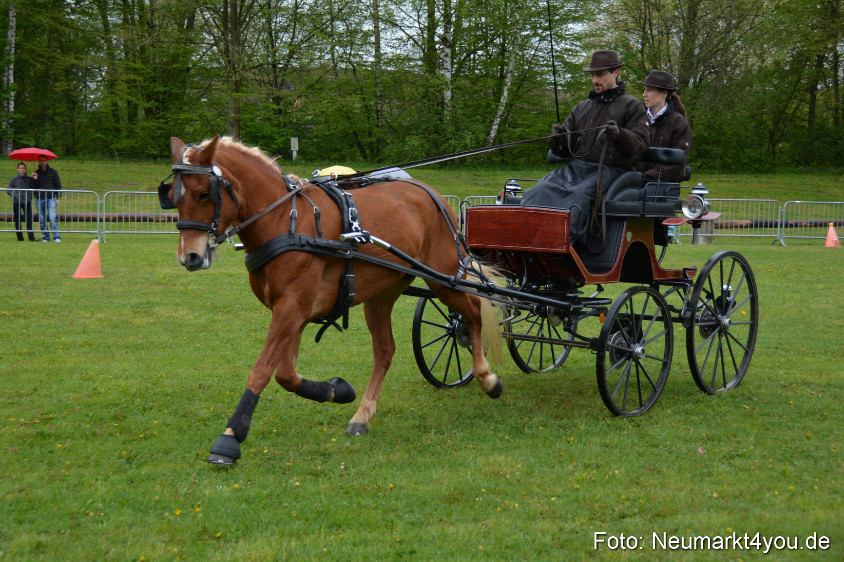 Haflingertreffen Fruehlingsfest 010515 0129
