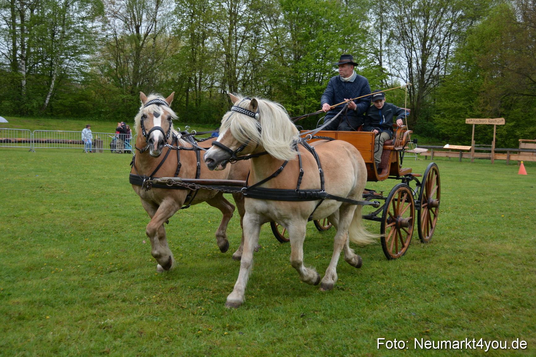Haflingertreffen Fruehlingsfest 010515 0131