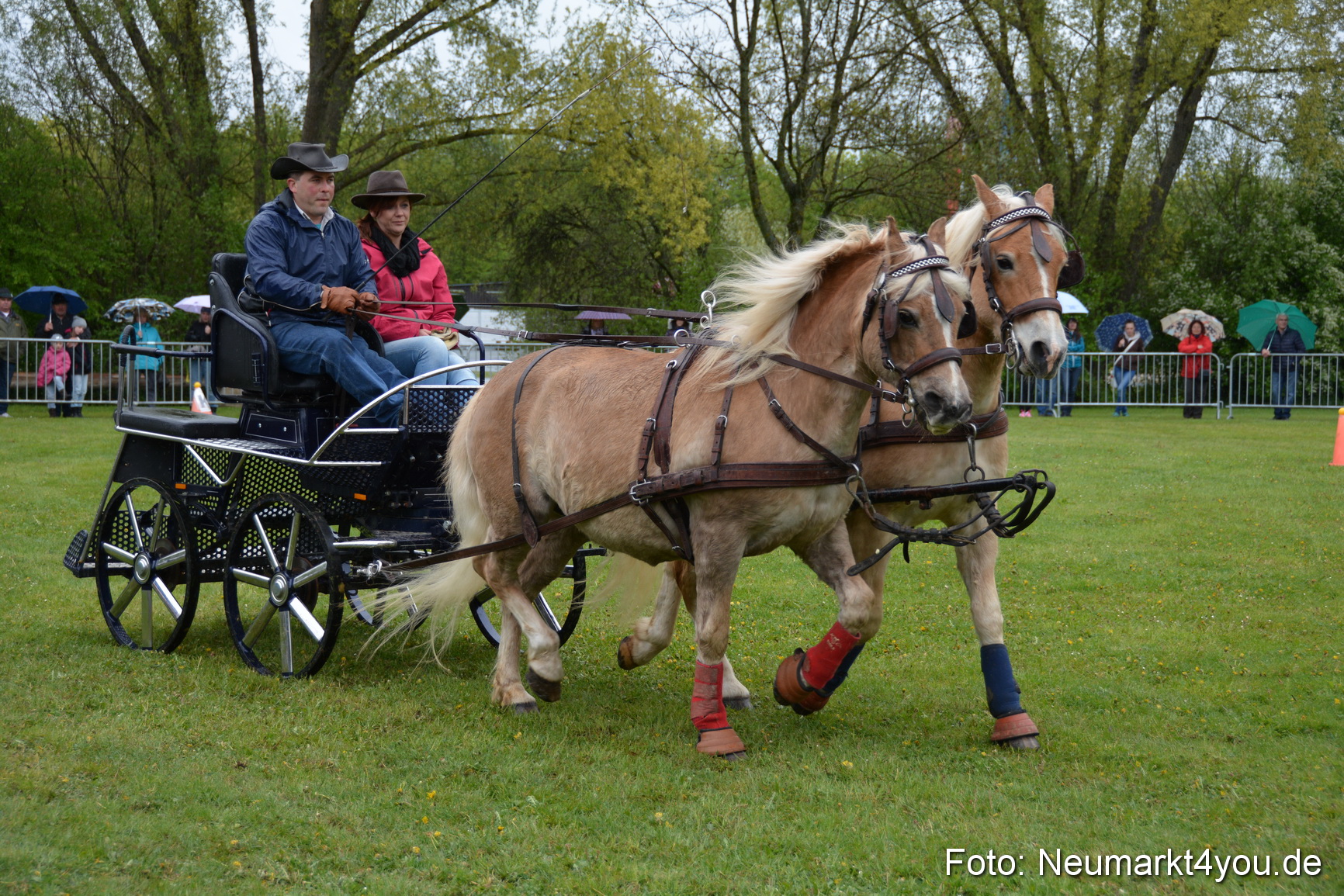 Haflingertreffen Fruehlingsfest 010515 0134
