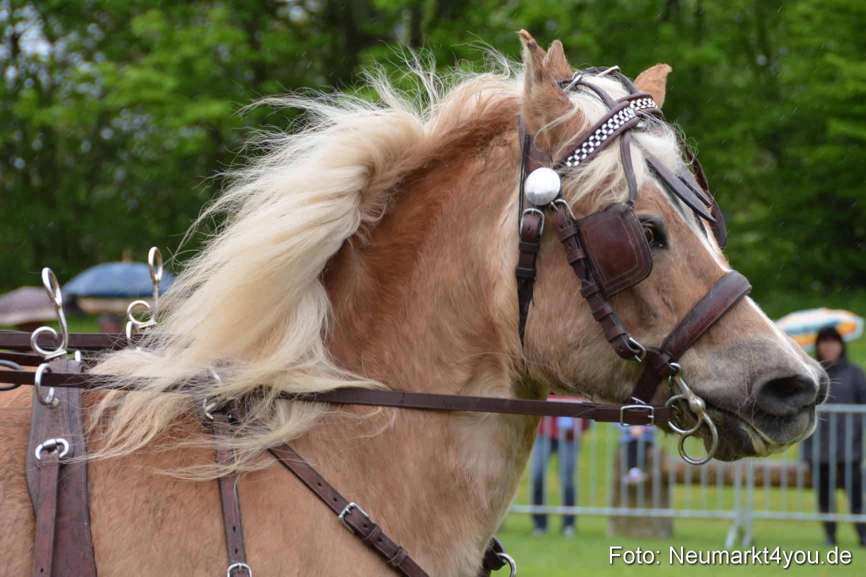 Haflingertreffen Fruehlingsfest 010515 0135