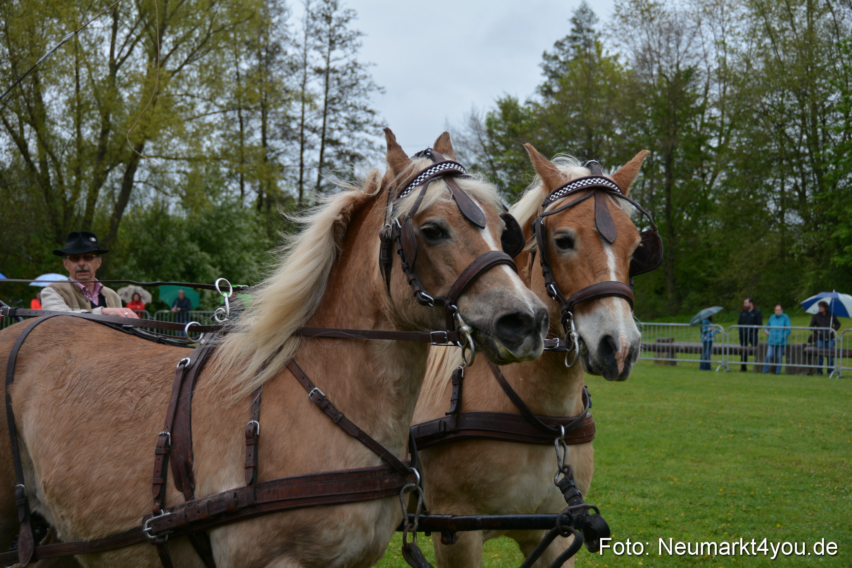 Haflingertreffen Fruehlingsfest 010515 0138
