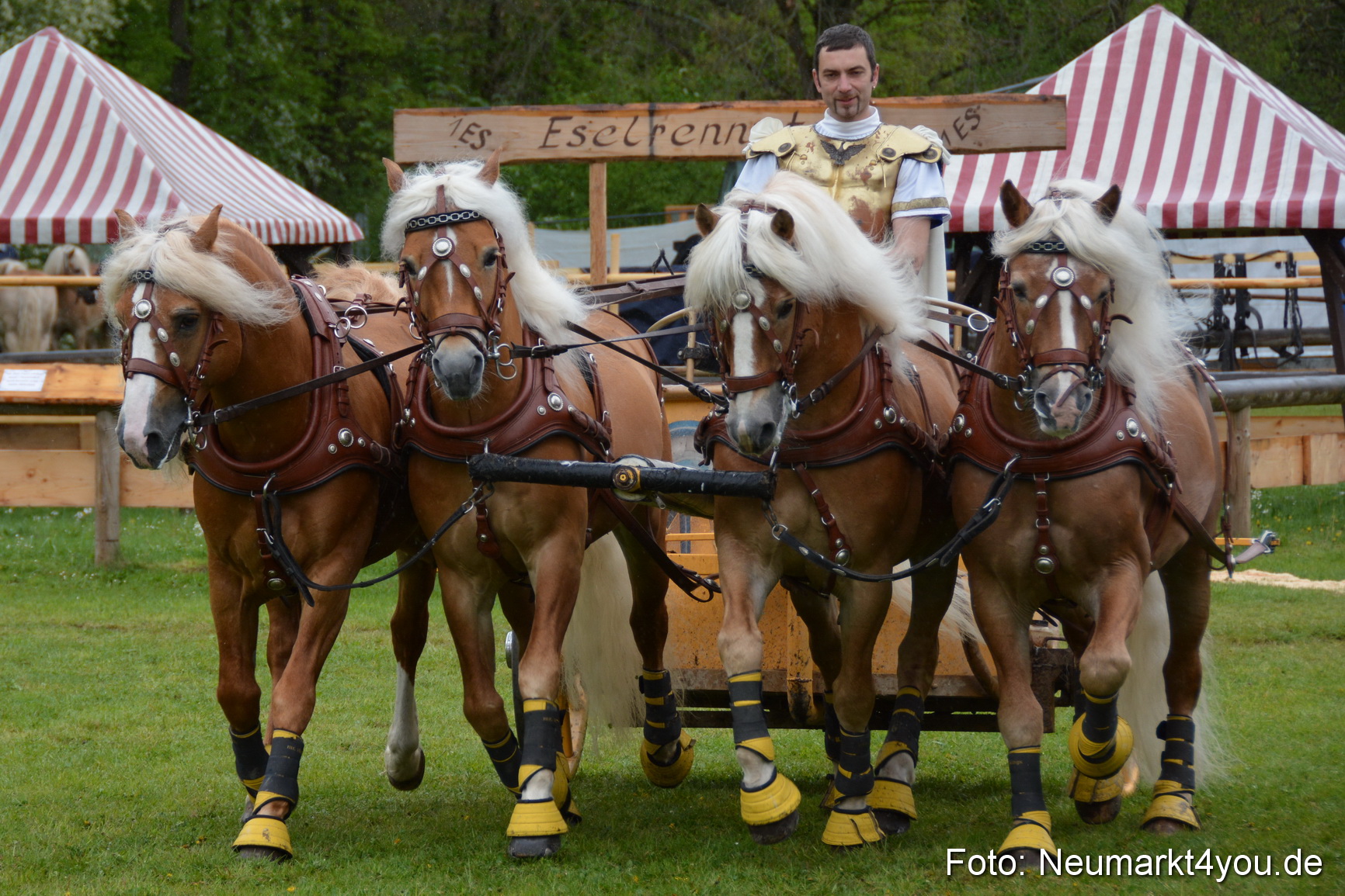 Haflingertreffen Fruehlingsfest 010515 0140