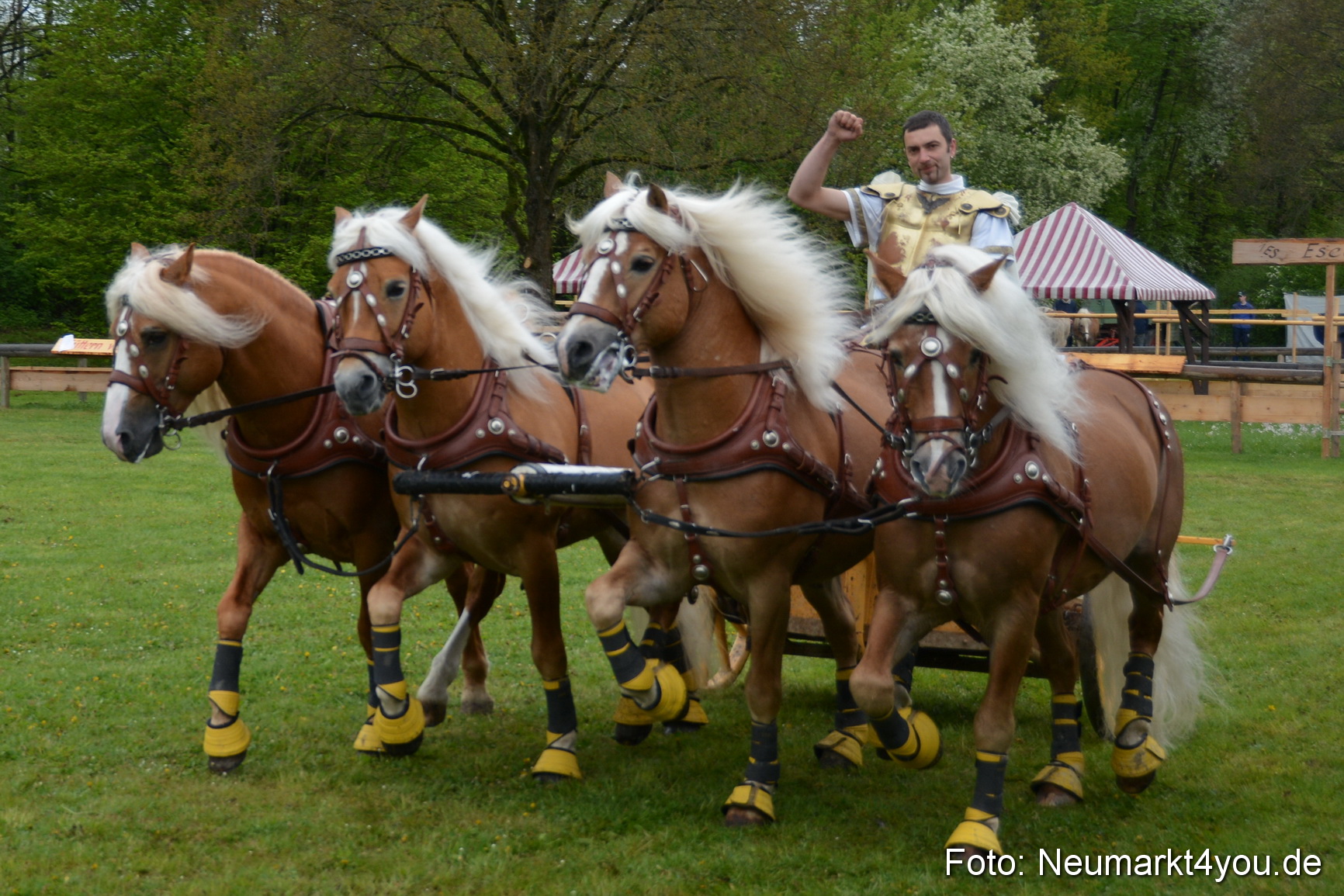Haflingertreffen Fruehlingsfest 010515 0141