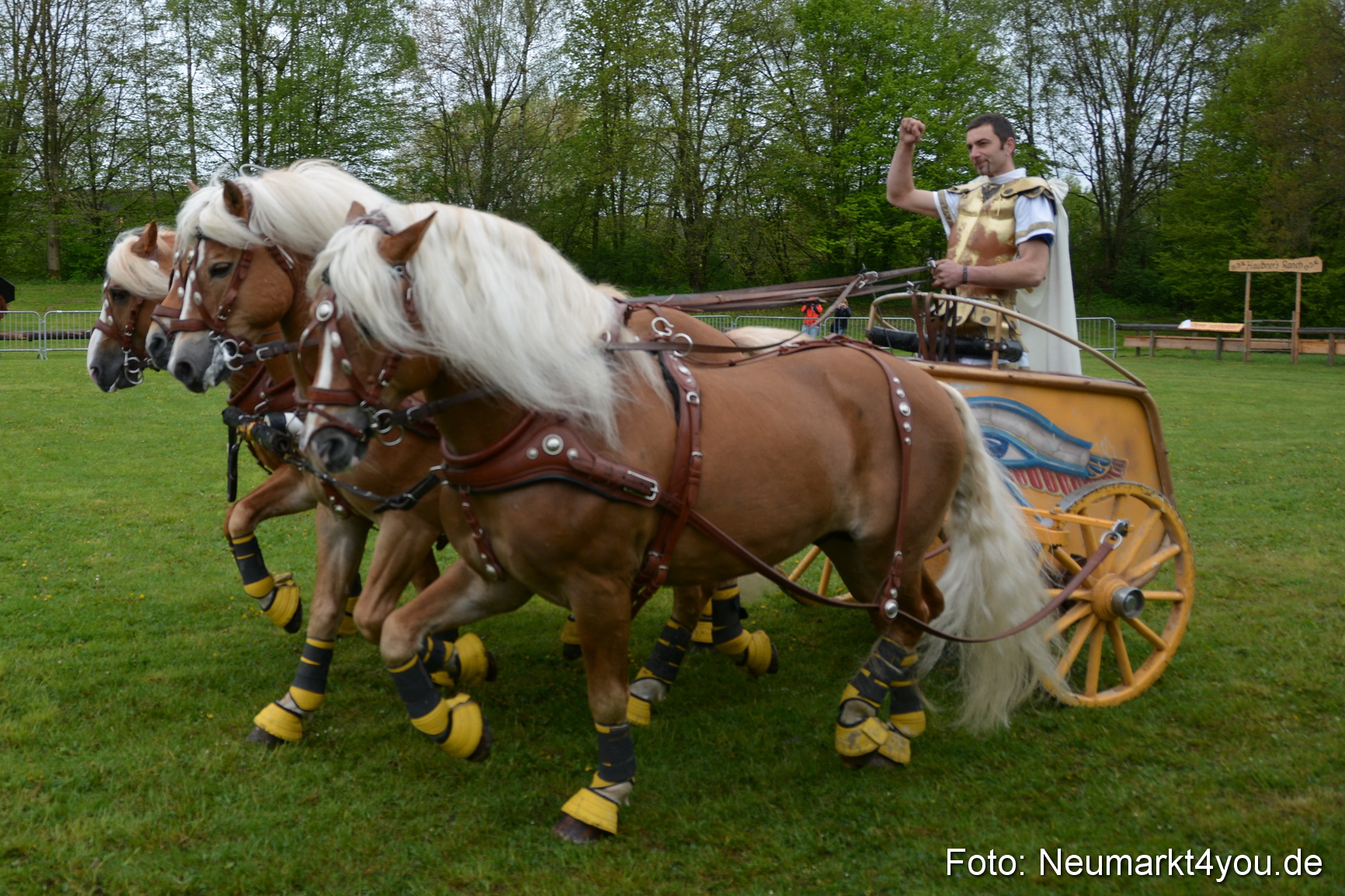 Haflingertreffen Fruehlingsfest 010515 0142