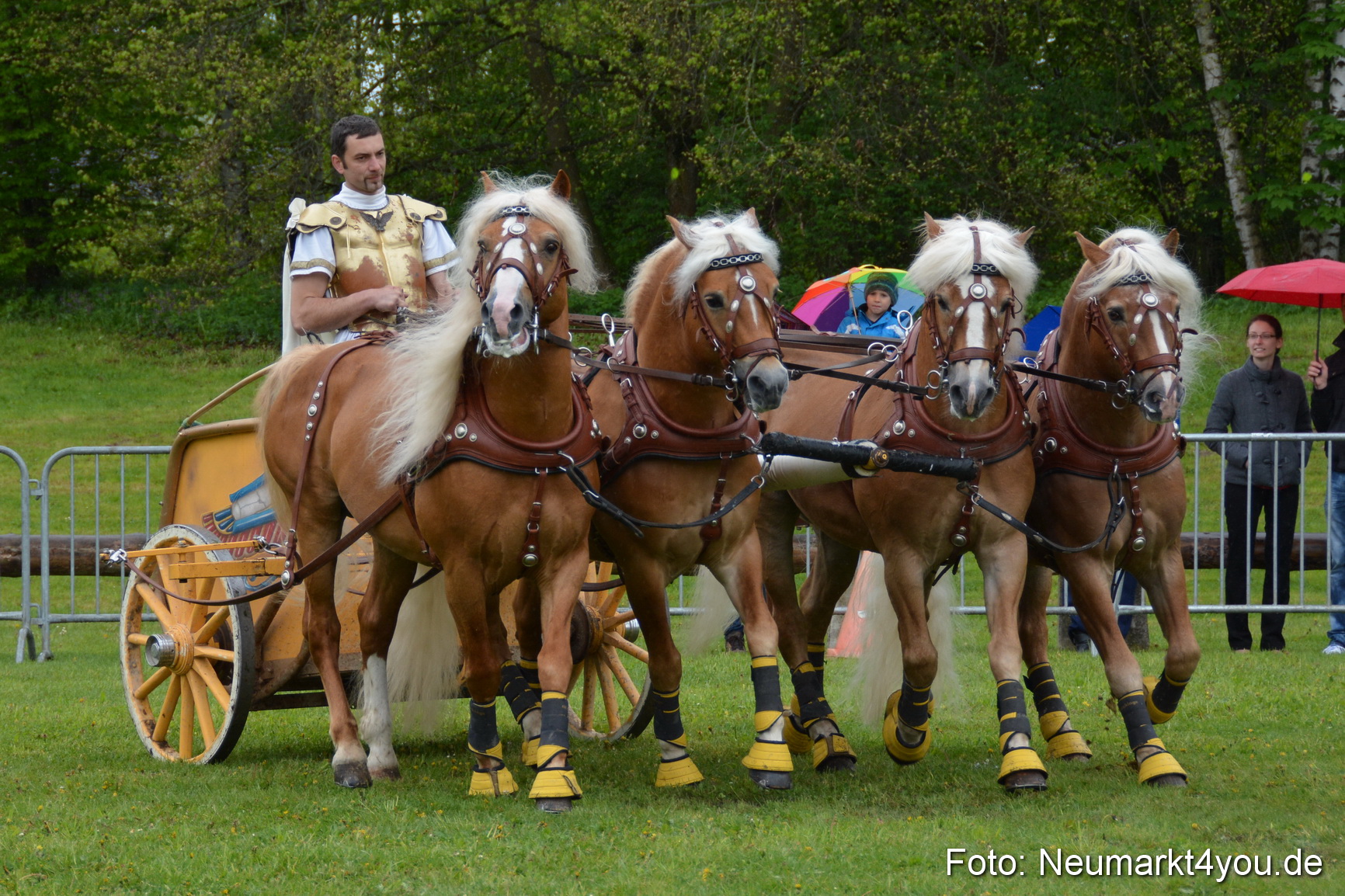 Haflingertreffen Fruehlingsfest 010515 0147