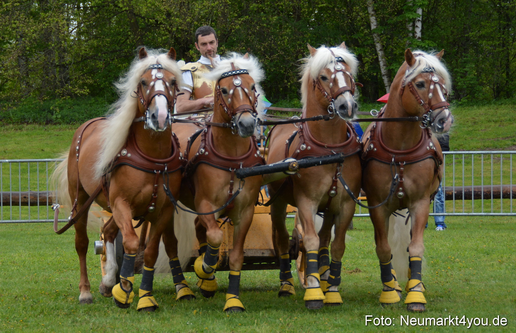 Haflingertreffen Fruehlingsfest 010515 0149