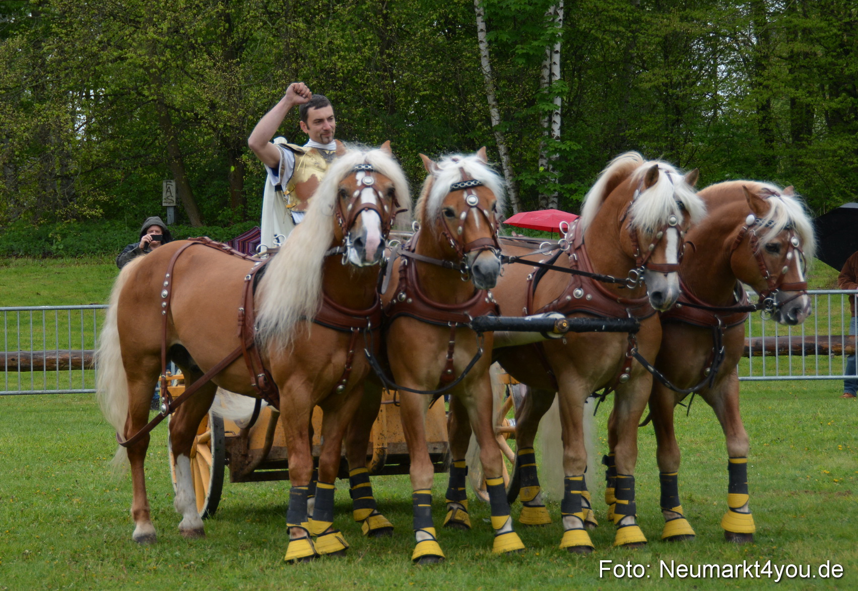 Haflingertreffen Fruehlingsfest 010515 0150