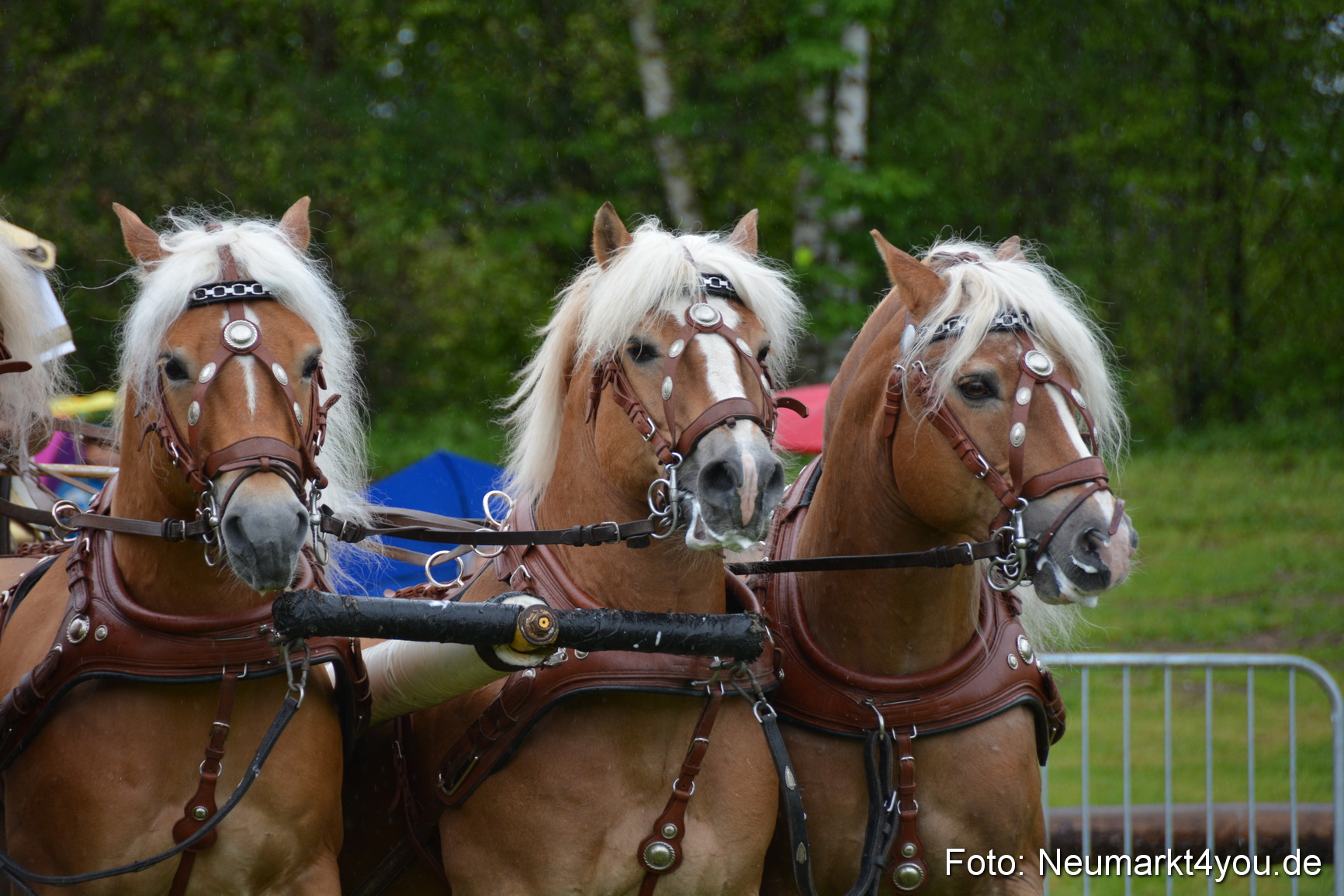 Haflingertreffen Fruehlingsfest 010515 0151