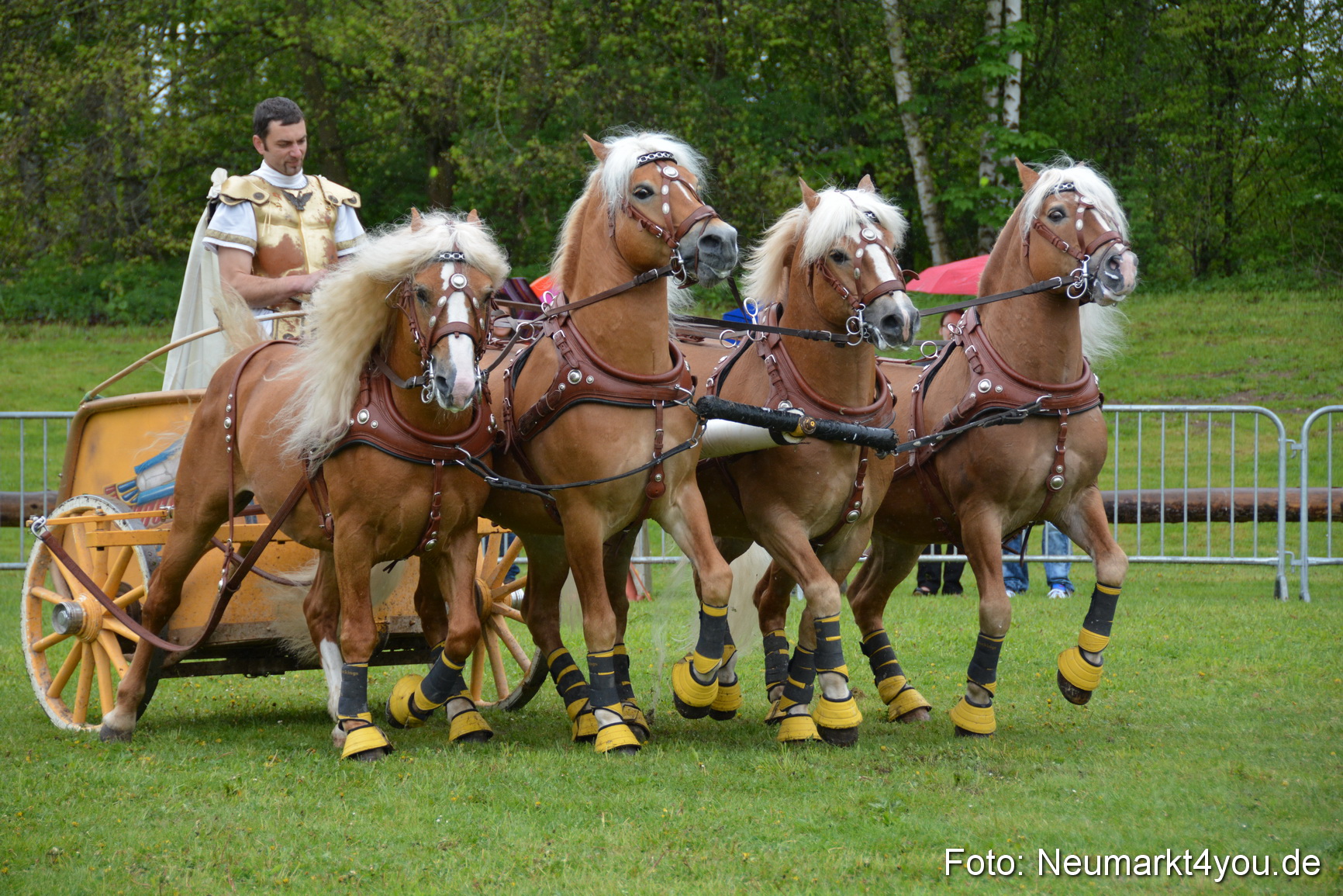 Haflingertreffen Fruehlingsfest 010515 0152