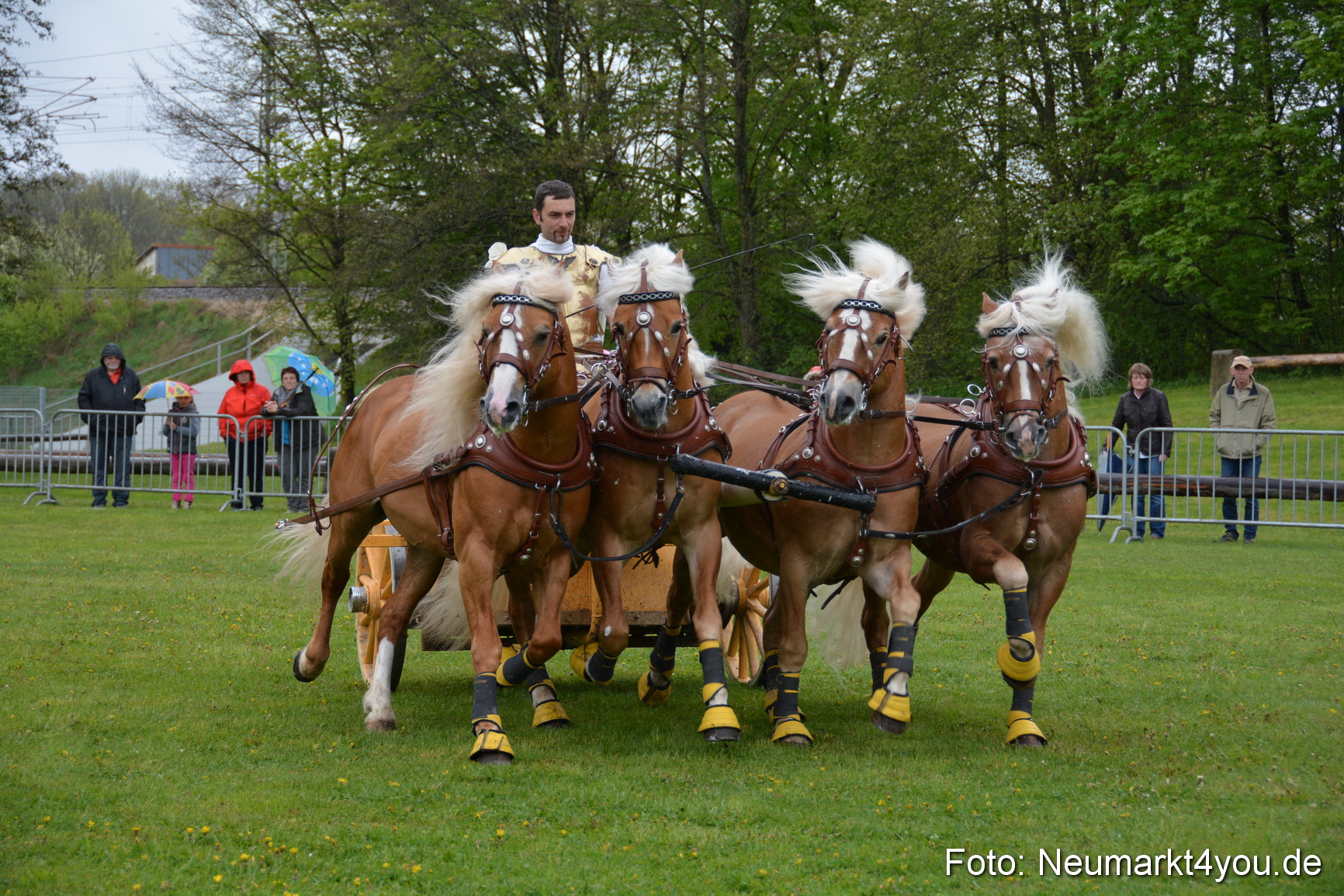 Haflingertreffen Fruehlingsfest 010515 0163