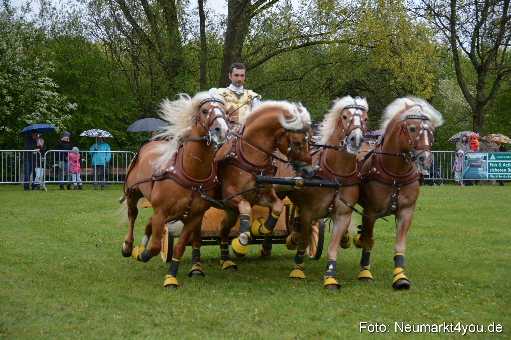Haflingertreffen Fruehlingsfest 010515 0167