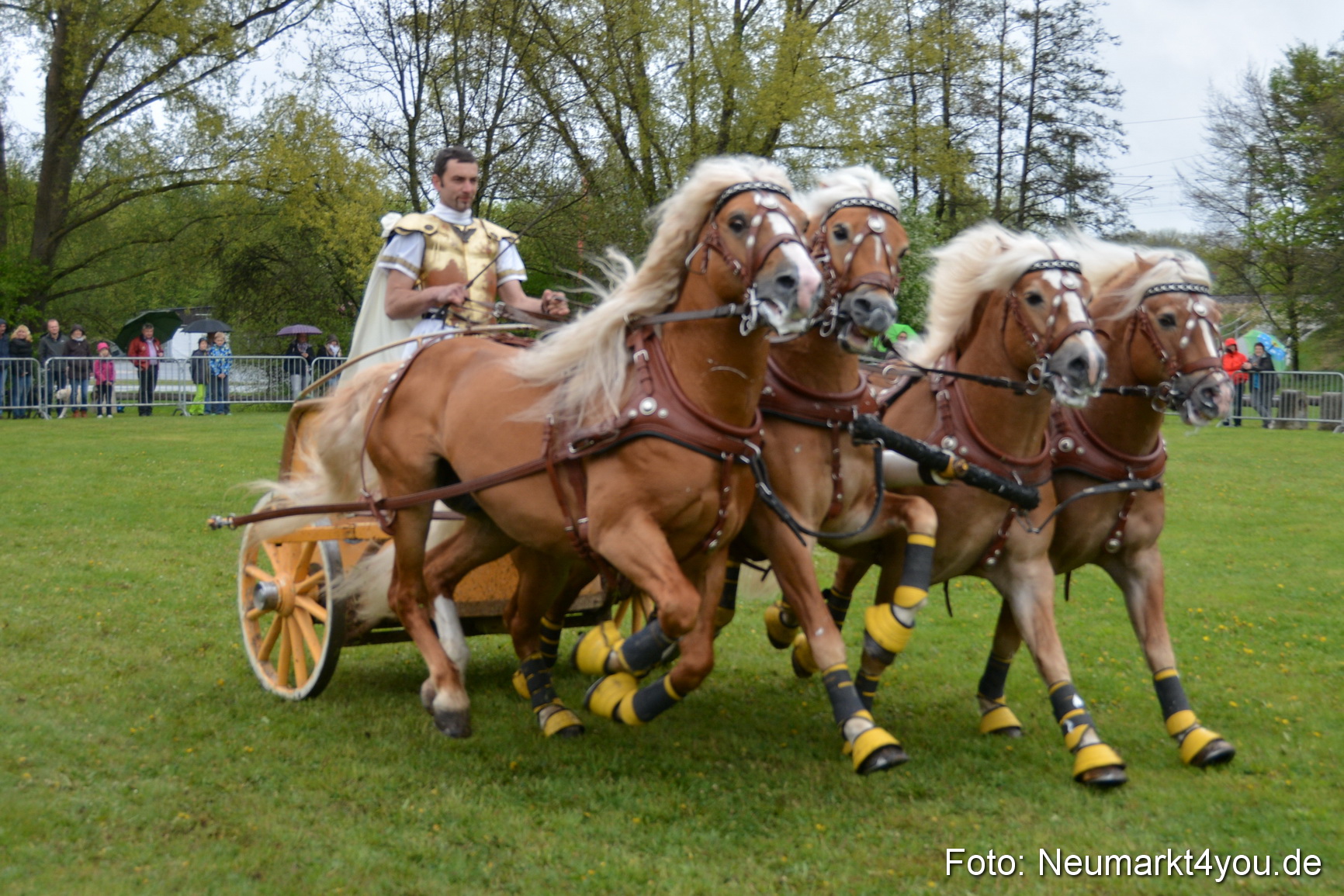 Haflingertreffen Fruehlingsfest 010515 0170