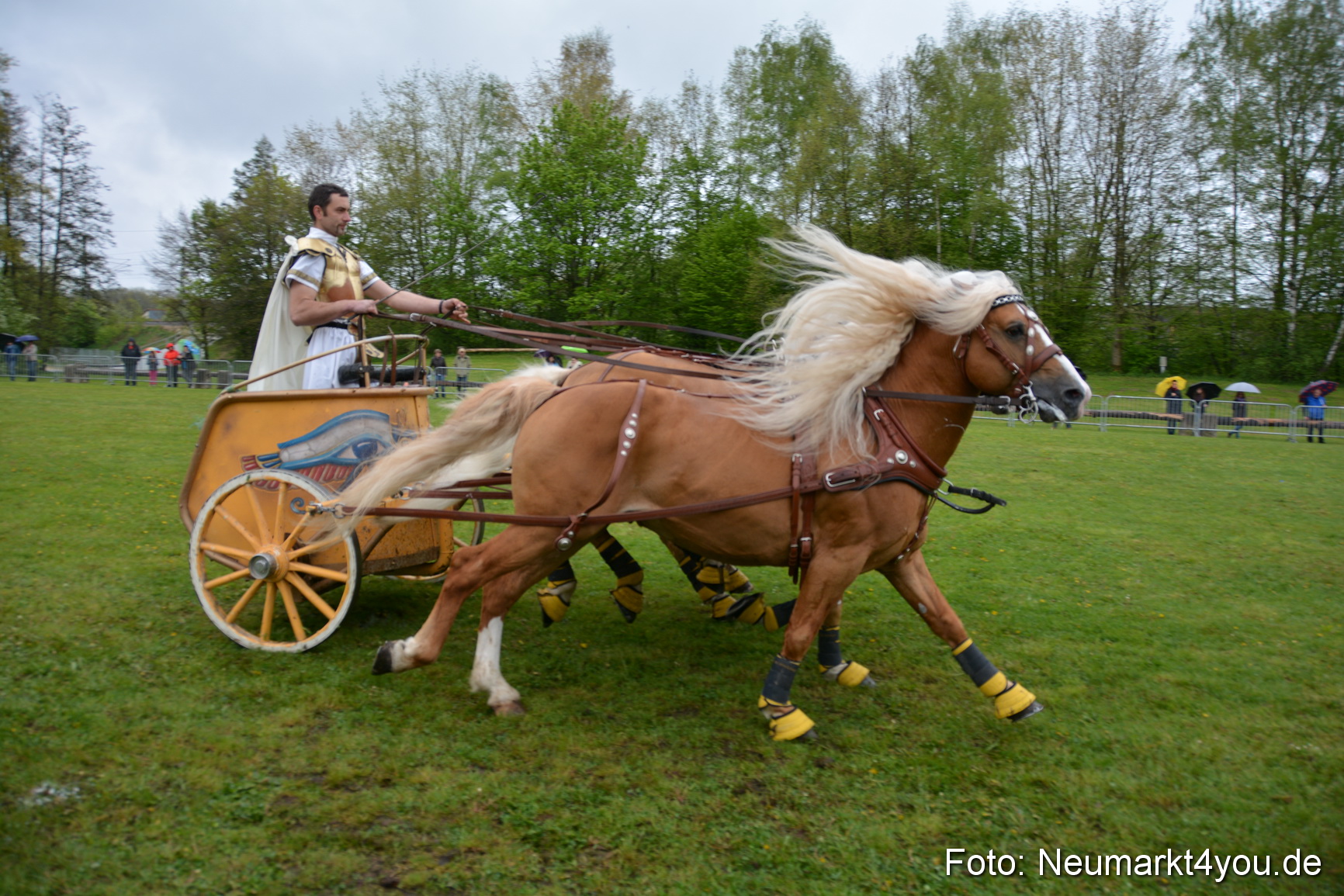 Haflingertreffen Fruehlingsfest 010515 0173