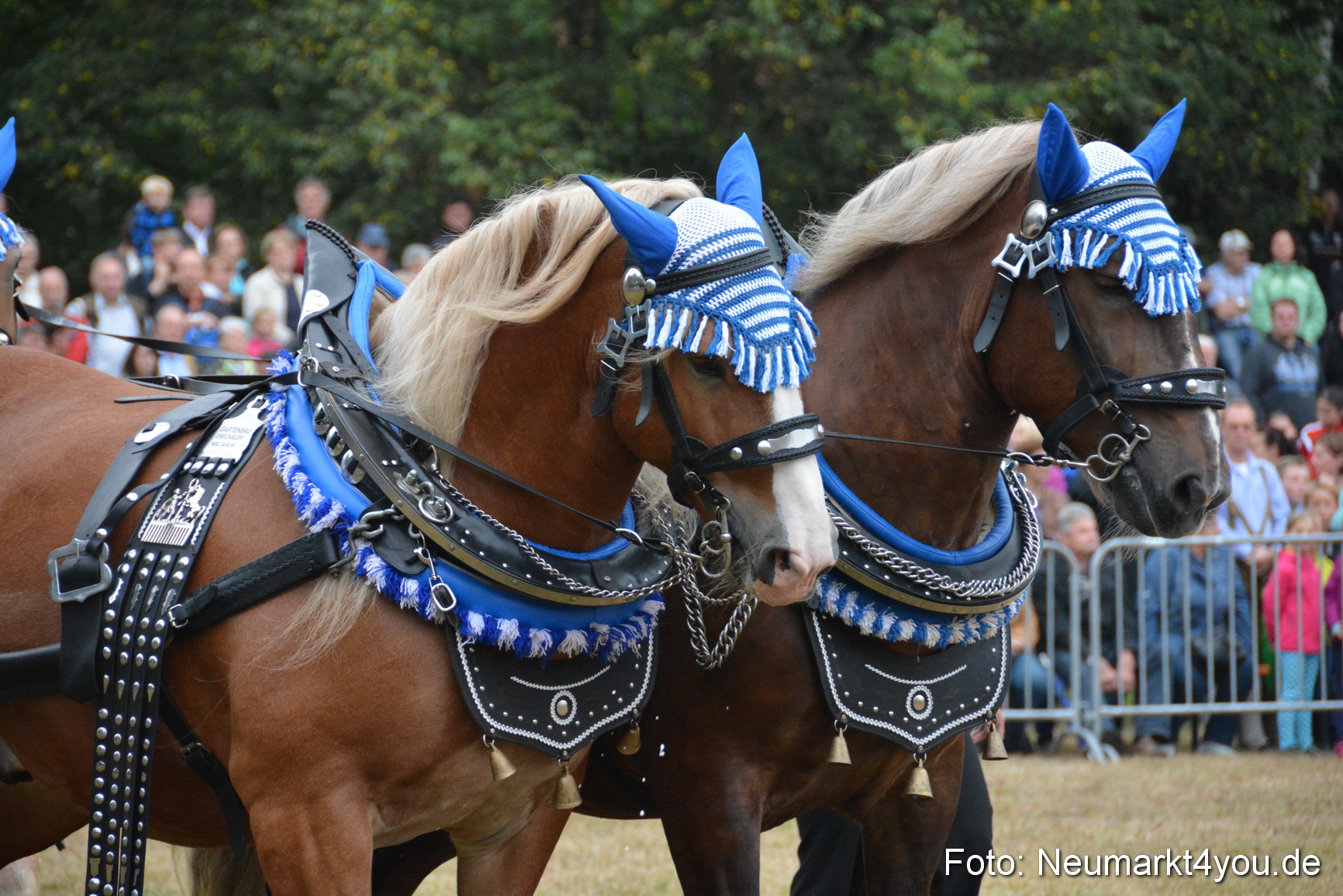 Pferde und Fohlenschau 170815 0009