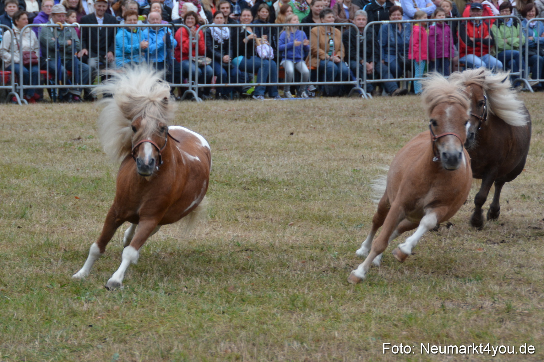 Pferde und Fohlenschau 170815 0014