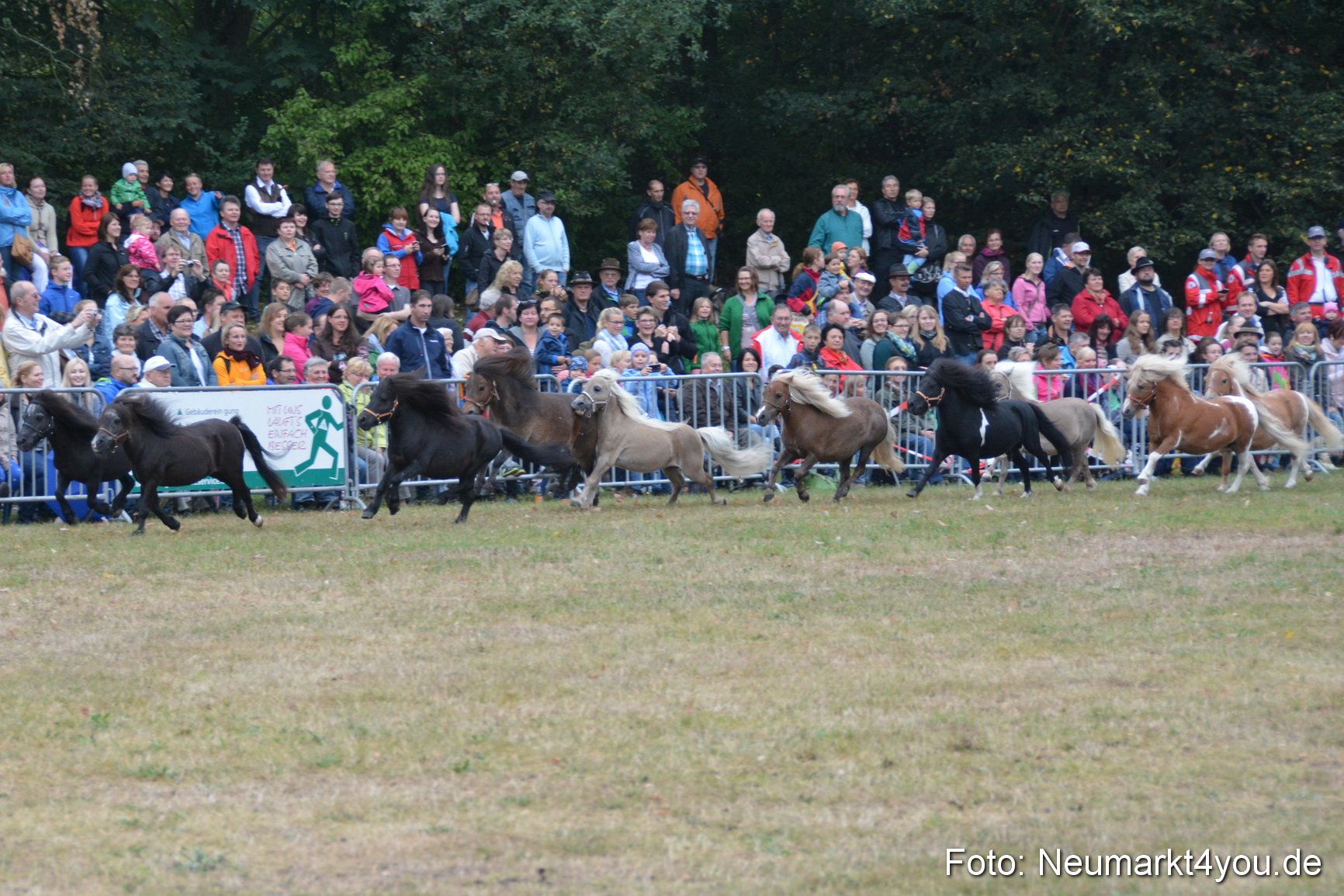Pferde und Fohlenschau 170815 0015