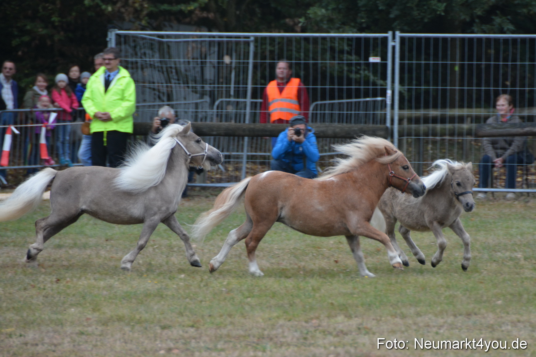 Pferde und Fohlenschau 170815 0017