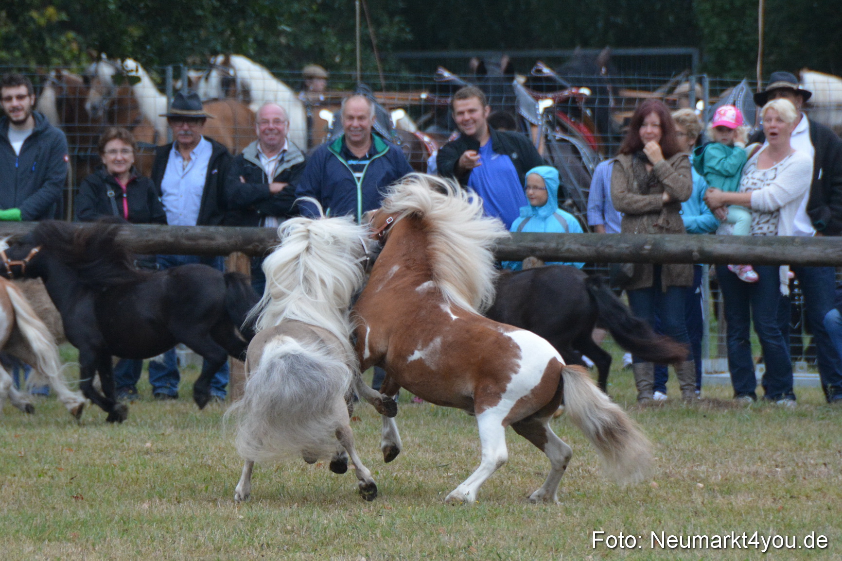 Pferde und Fohlenschau 170815 0018