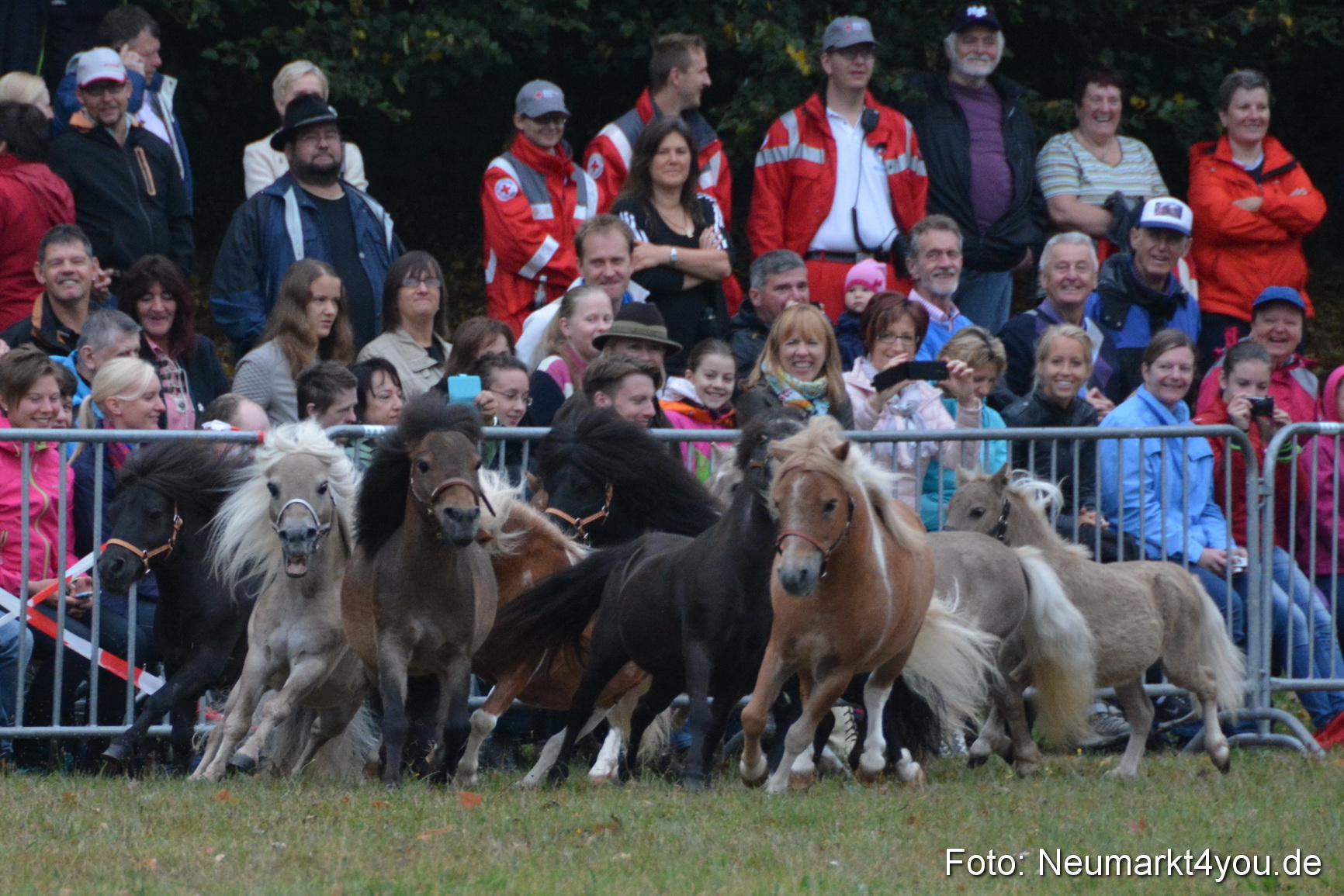 Pferde und Fohlenschau 170815 0020
