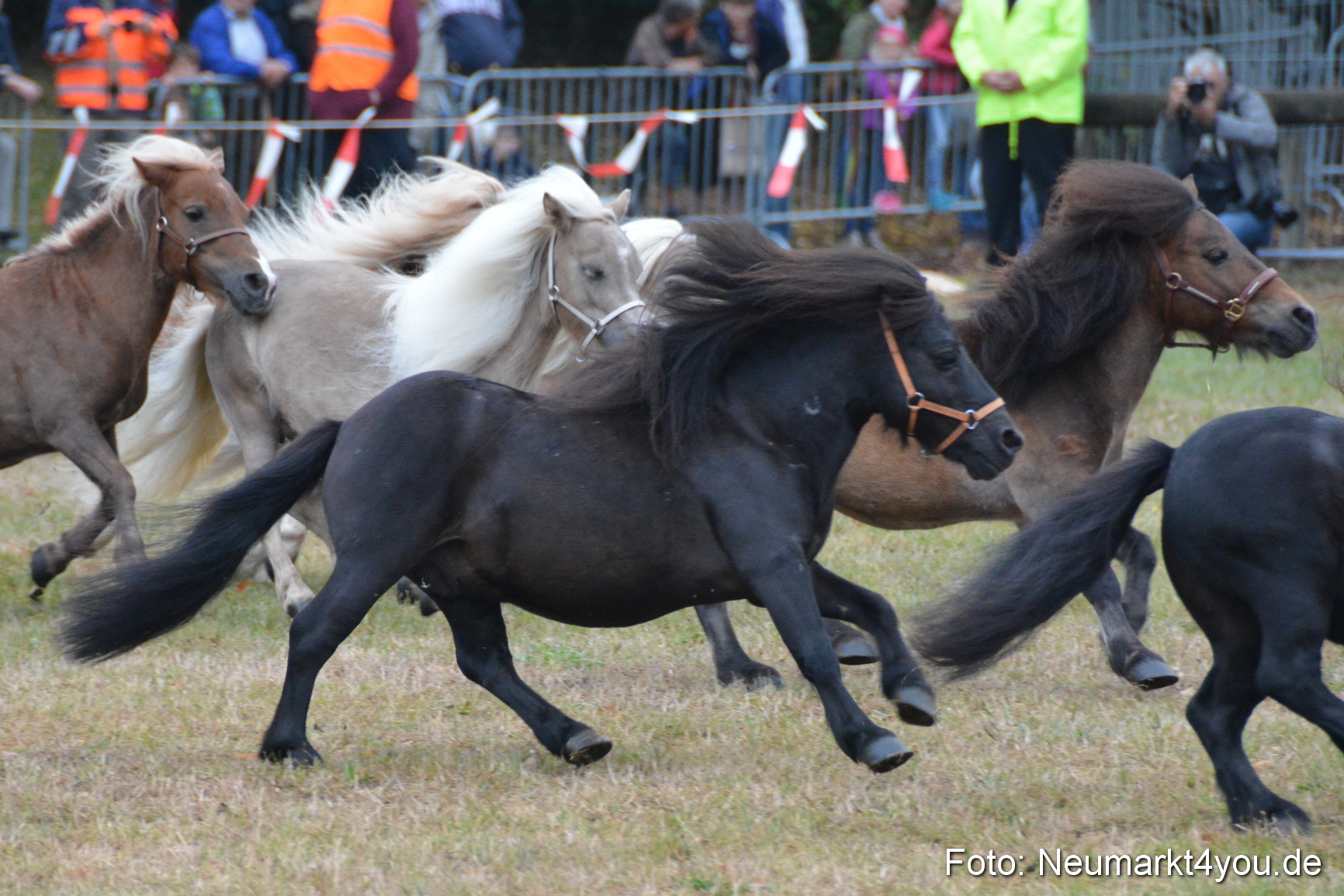 Pferde und Fohlenschau 170815 0021