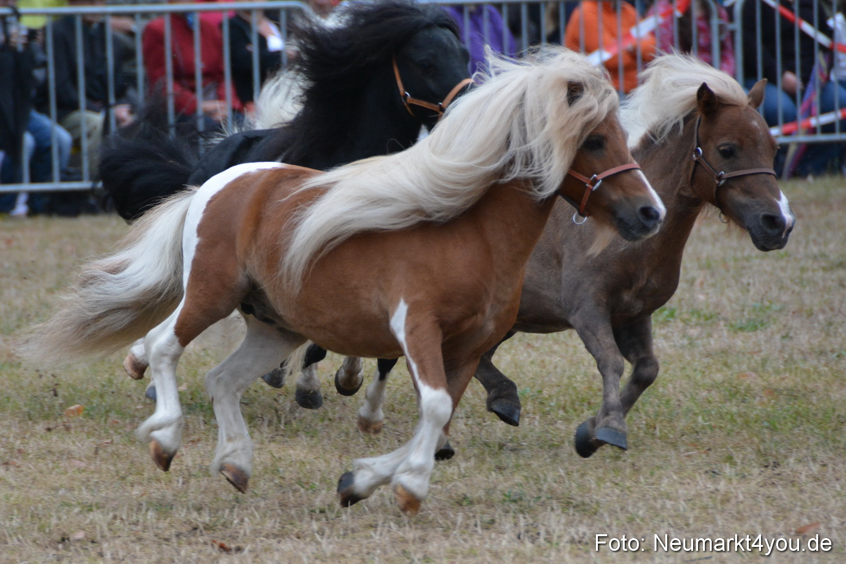 Pferde und Fohlenschau 170815 0022