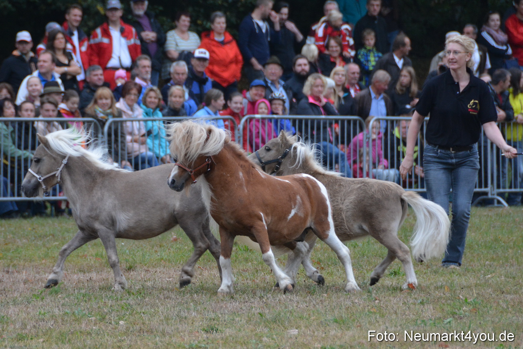Pferde und Fohlenschau 170815 0025
