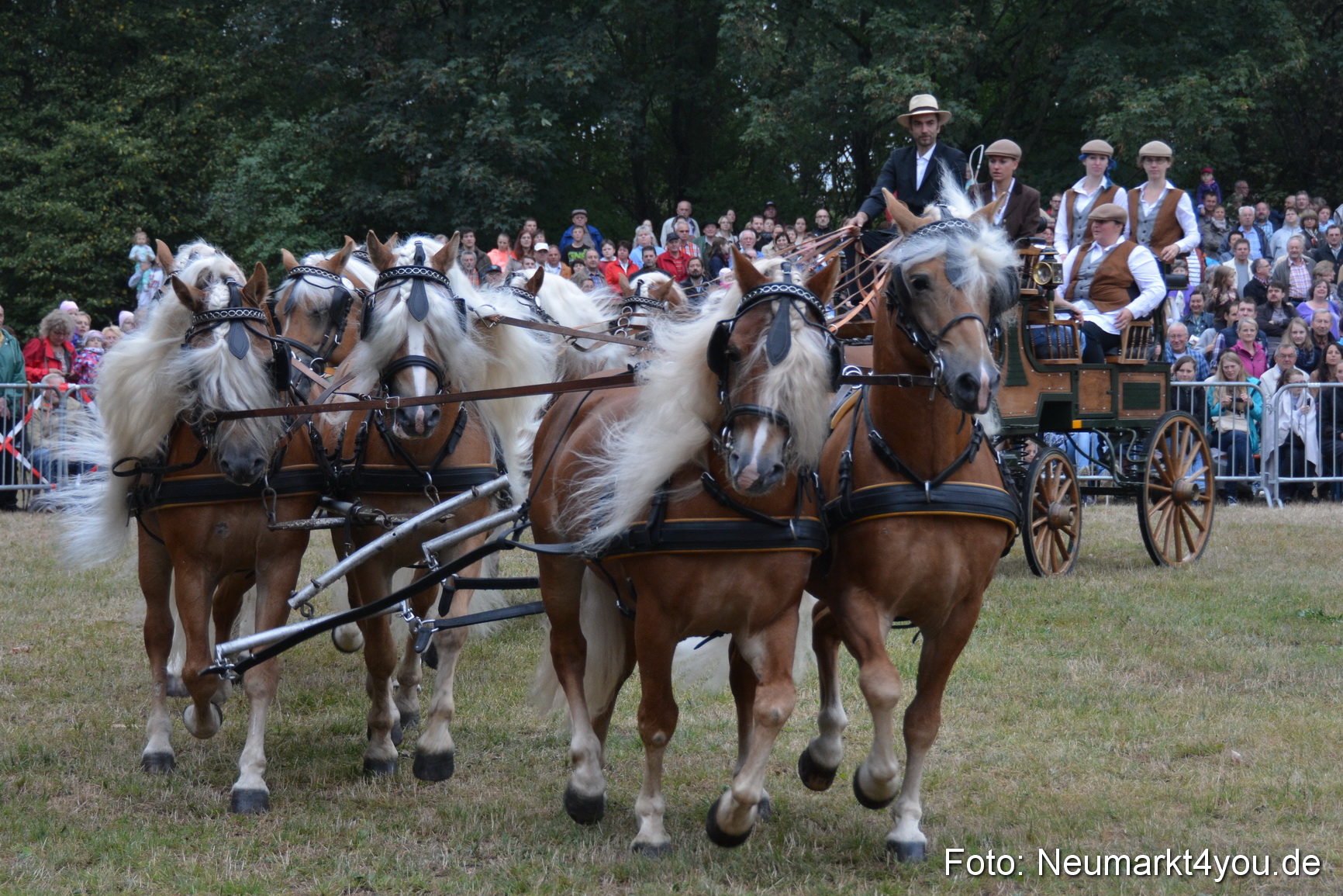 Pferde und Fohlenschau 170815 0028