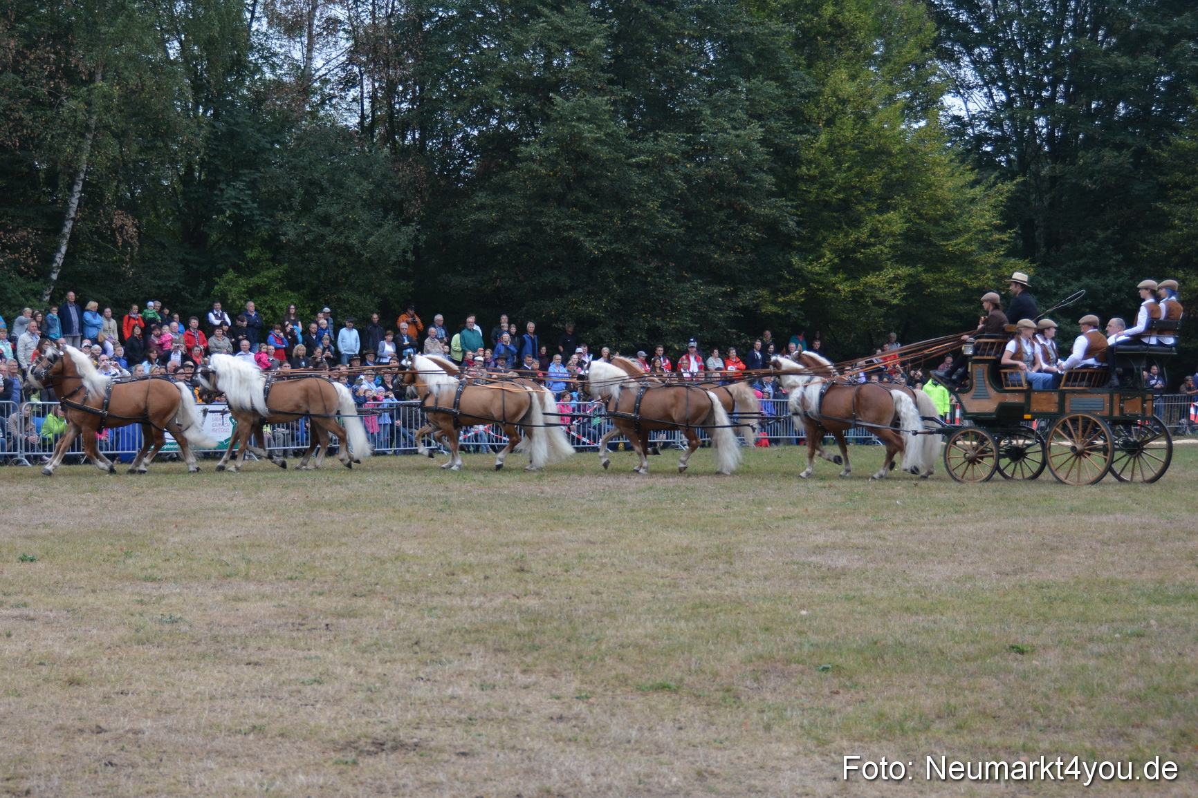 Pferde und Fohlenschau 170815 0031