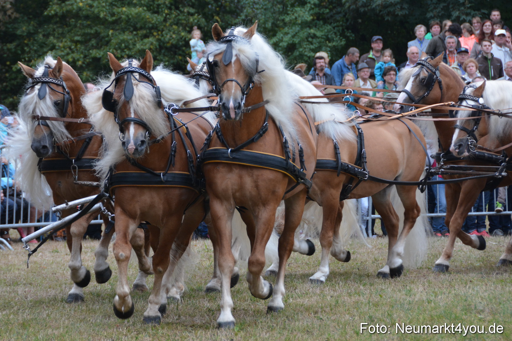 Pferde und Fohlenschau 170815 0032