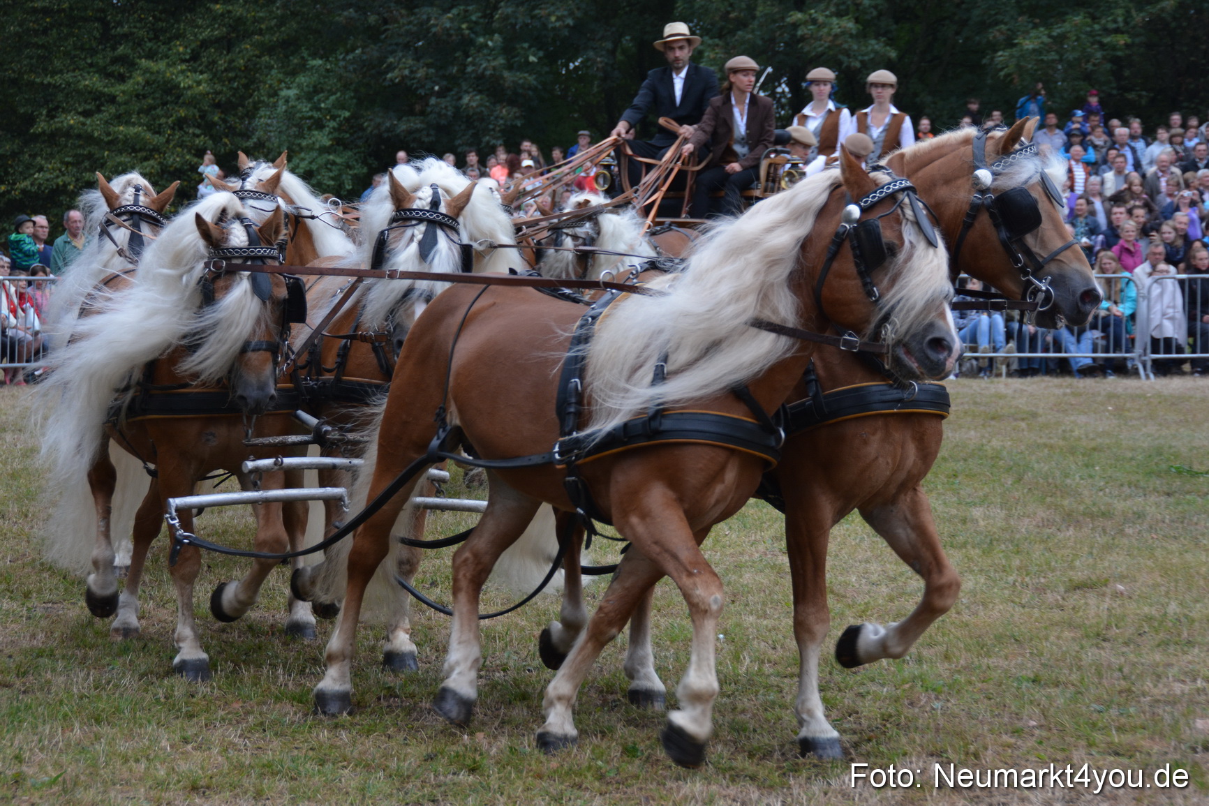 Pferde und Fohlenschau 170815 0036