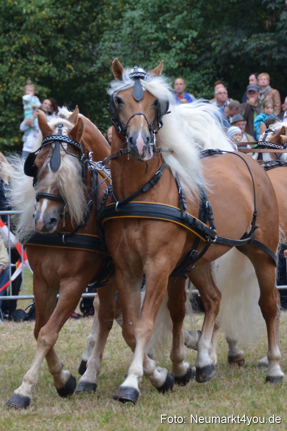 Pferde und Fohlenschau 170815 0038