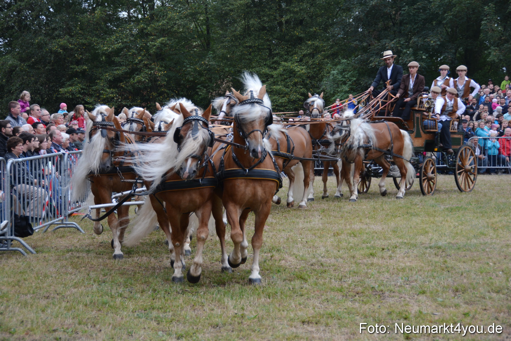 Pferde und Fohlenschau 170815 0039