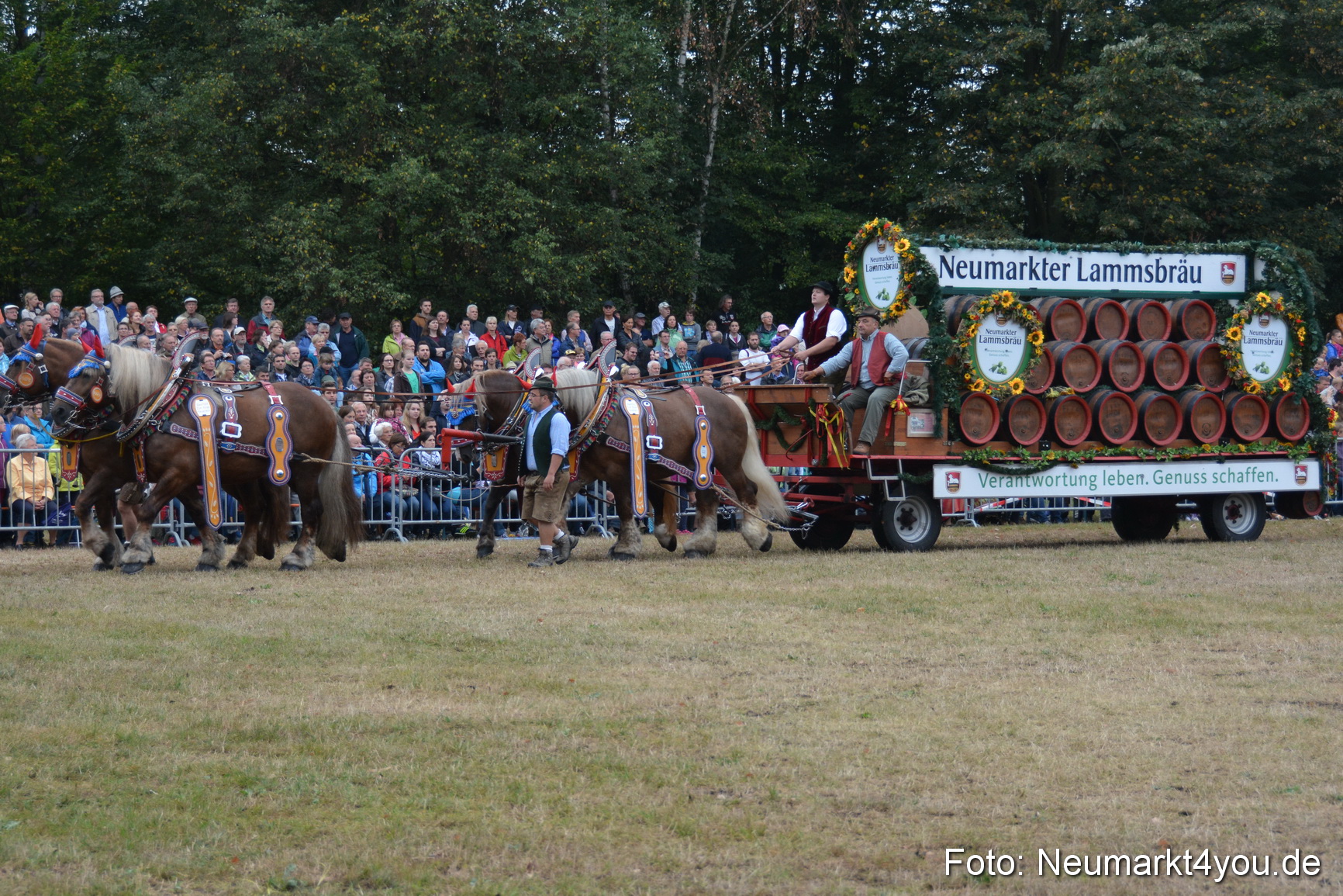 Pferde und Fohlenschau 170815 0051