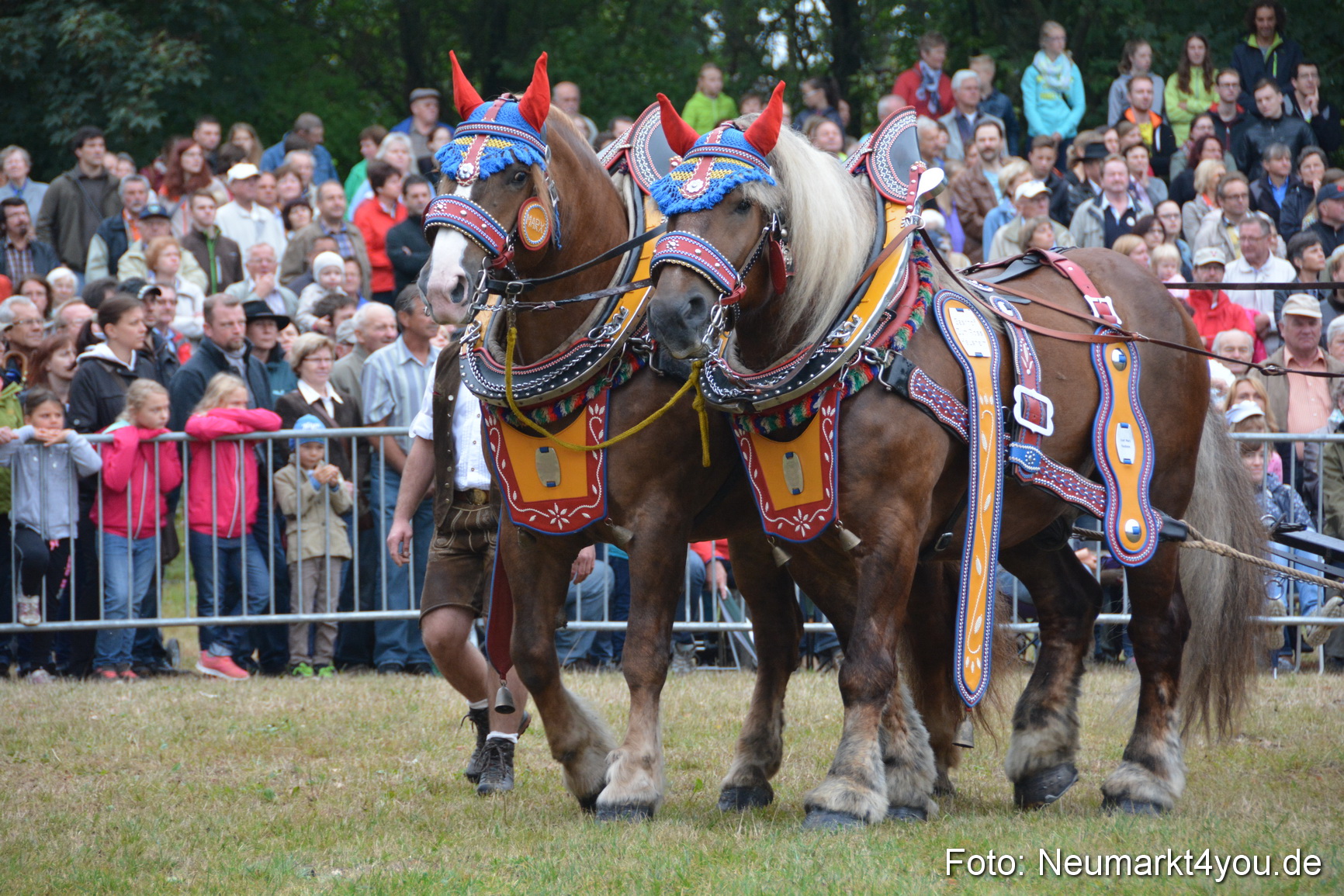 Pferde und Fohlenschau 170815 0052