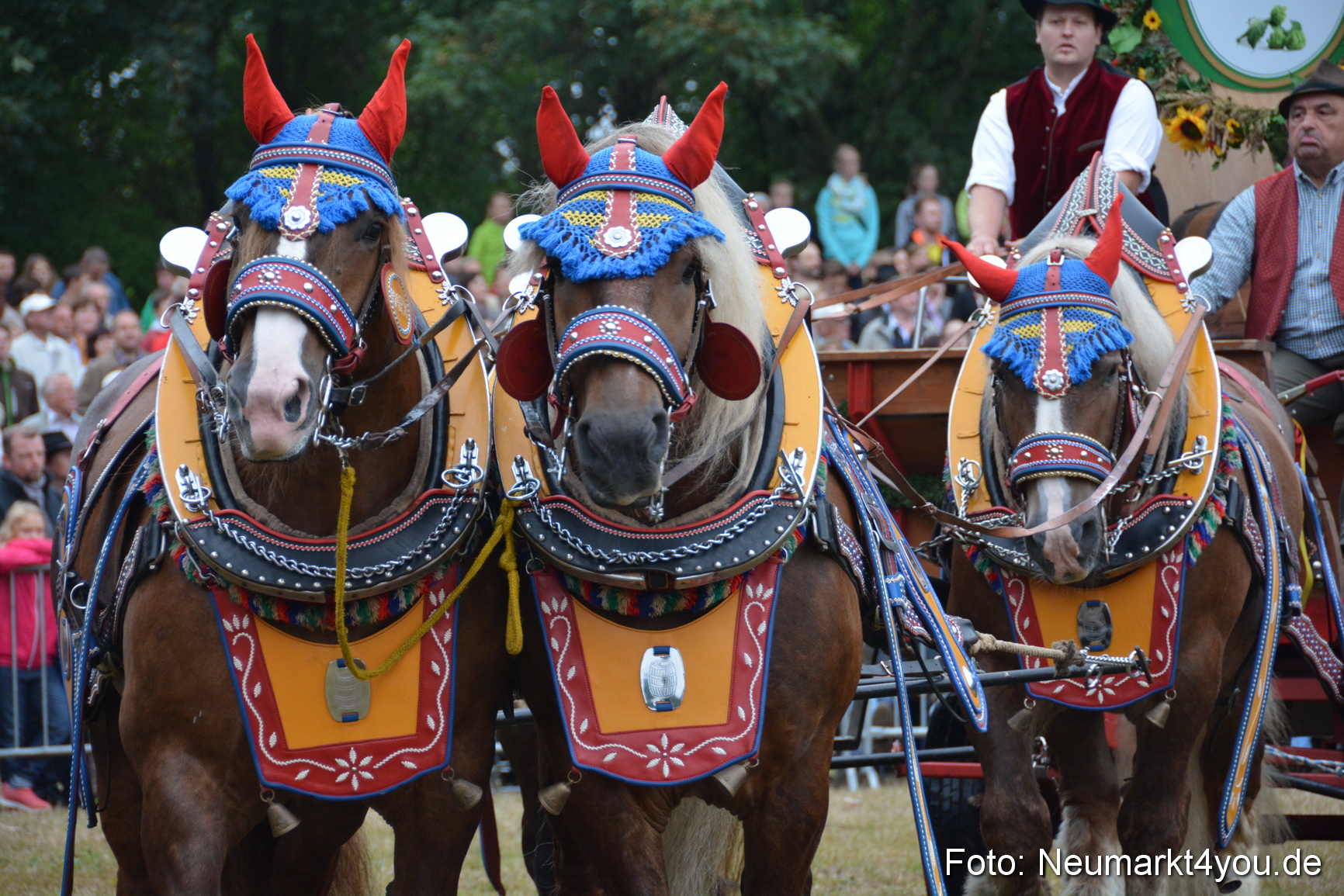 Pferde und Fohlenschau 170815 0053