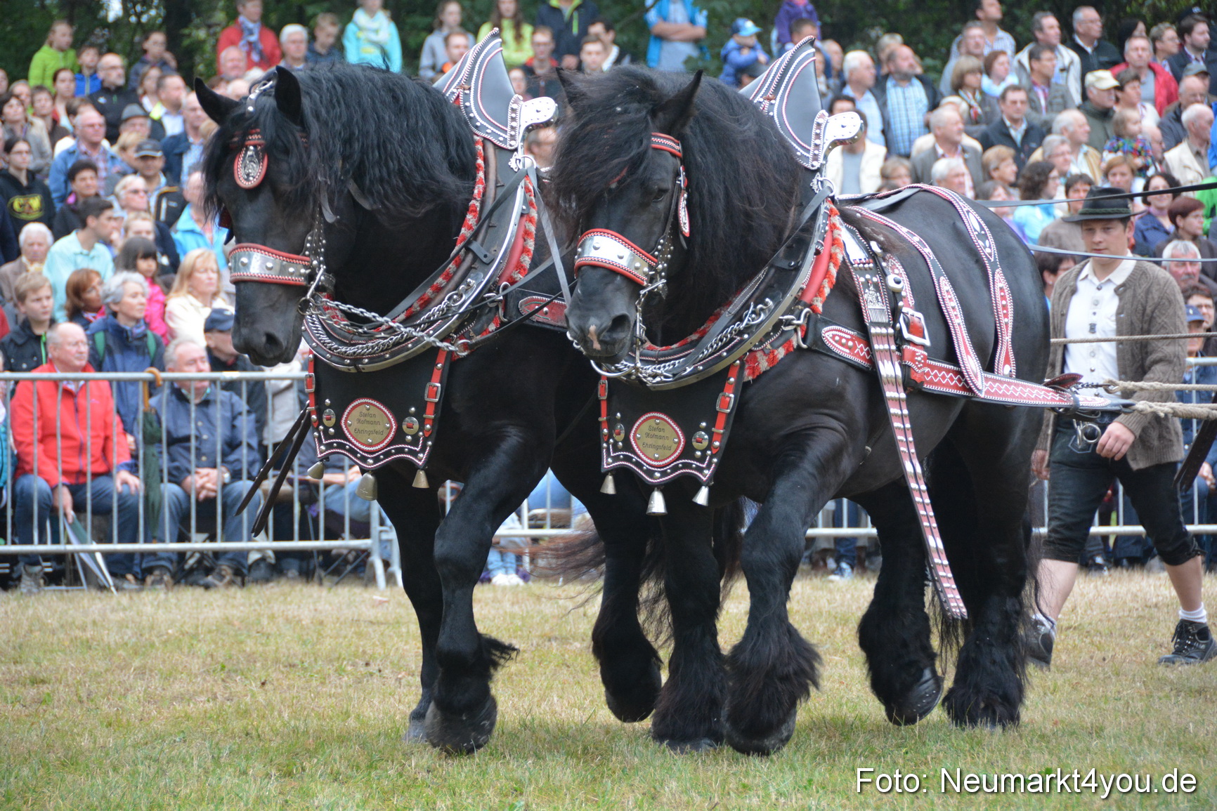 Pferde und Fohlenschau 170815 0060