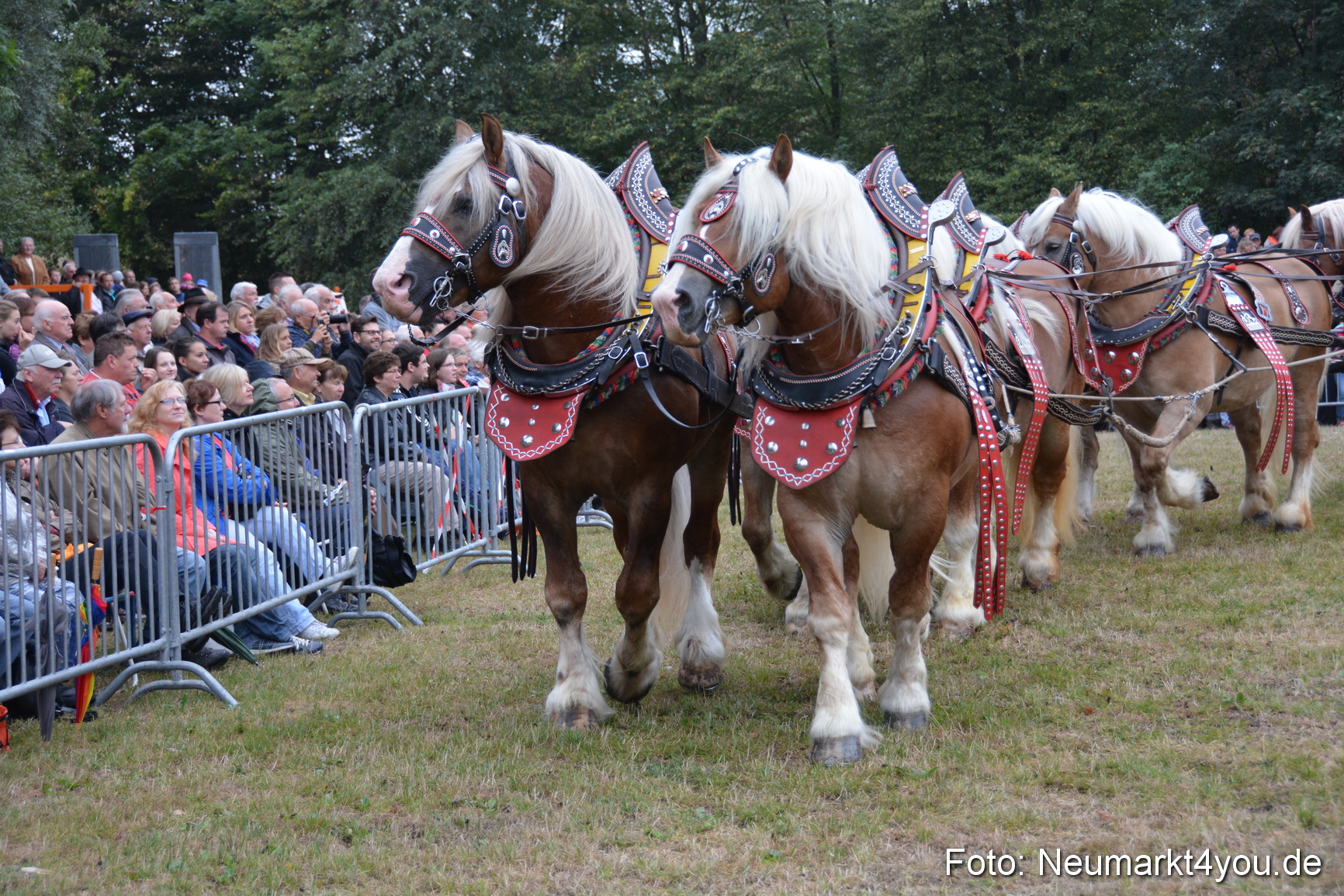 Pferde und Fohlenschau 170815 0064