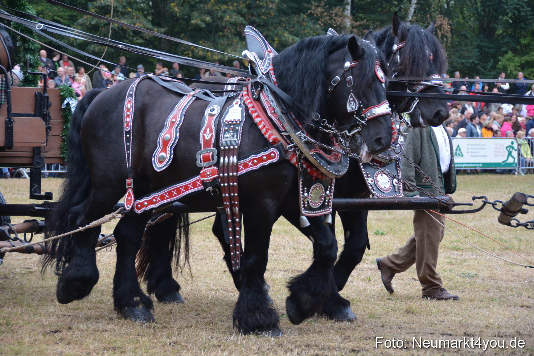 Pferde und Fohlenschau 170815 0065